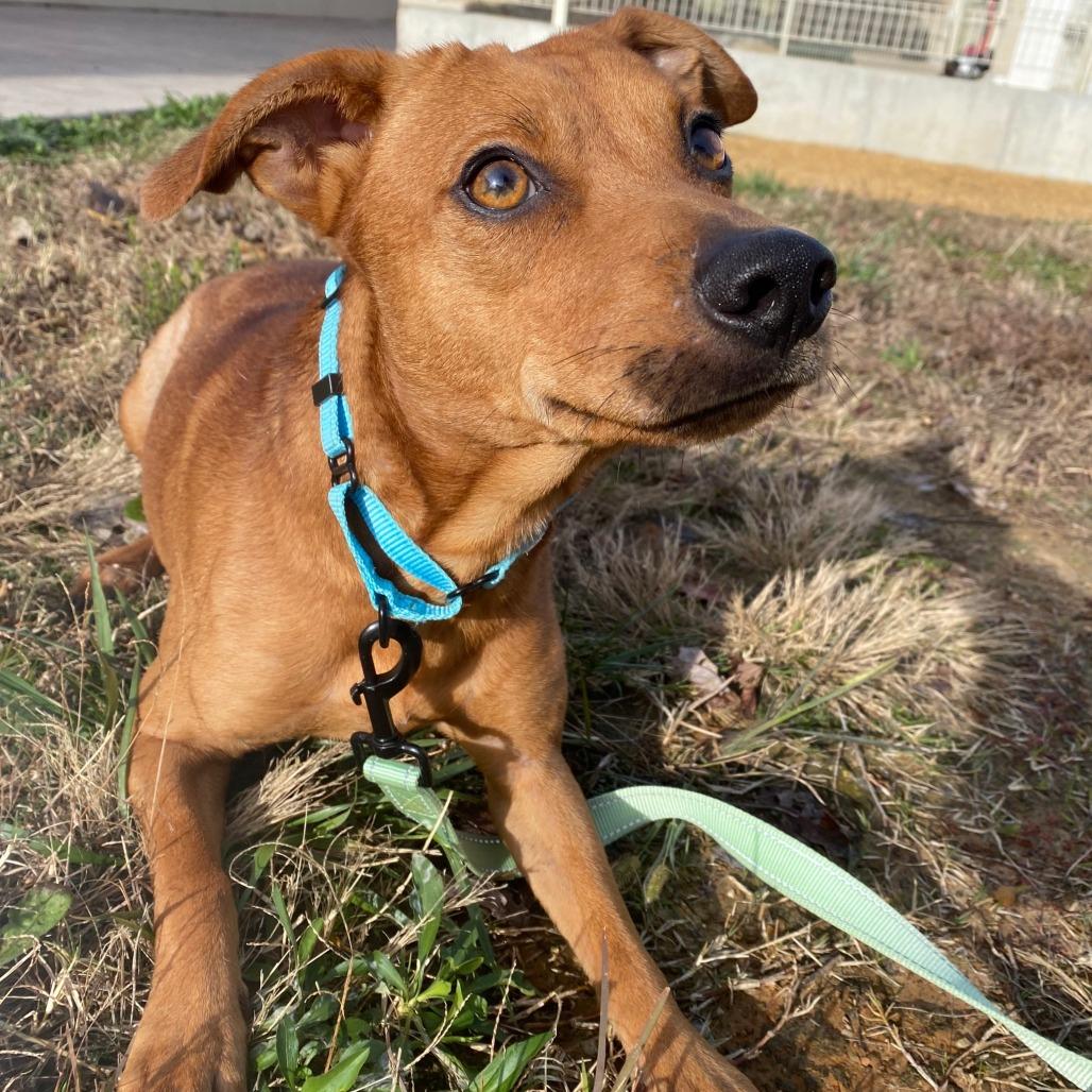 Enlarge Teddy, a Adoptable Terrier in Bentonville, AR image 4/4