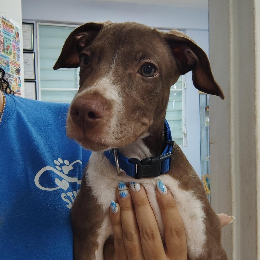 Yogi, Adoptable, Puppy Male Mixed Breed & Pit Bull Terrier.