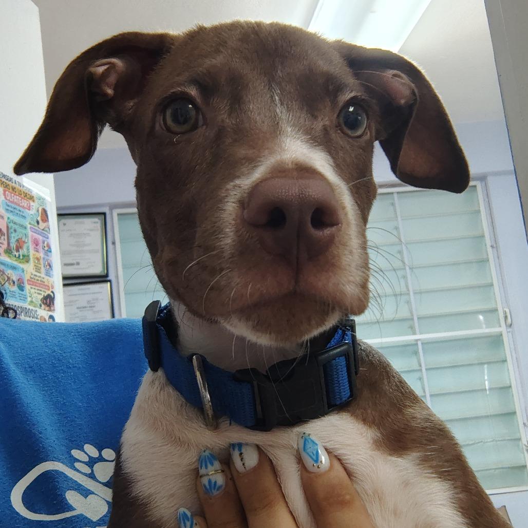 Enlarge Yogi, a Adoptable mixed breed in Vieques, PR image 2/3