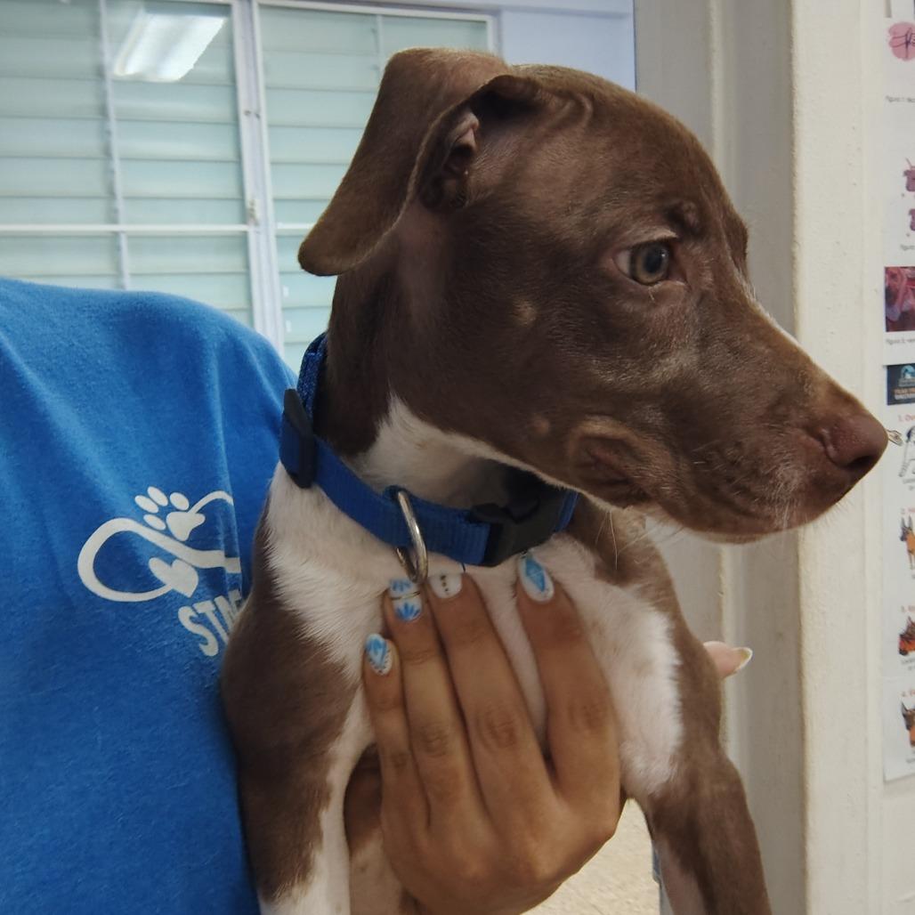 Enlarge Yogi, a Adoptable mixed breed in Vieques, PR image 3/3