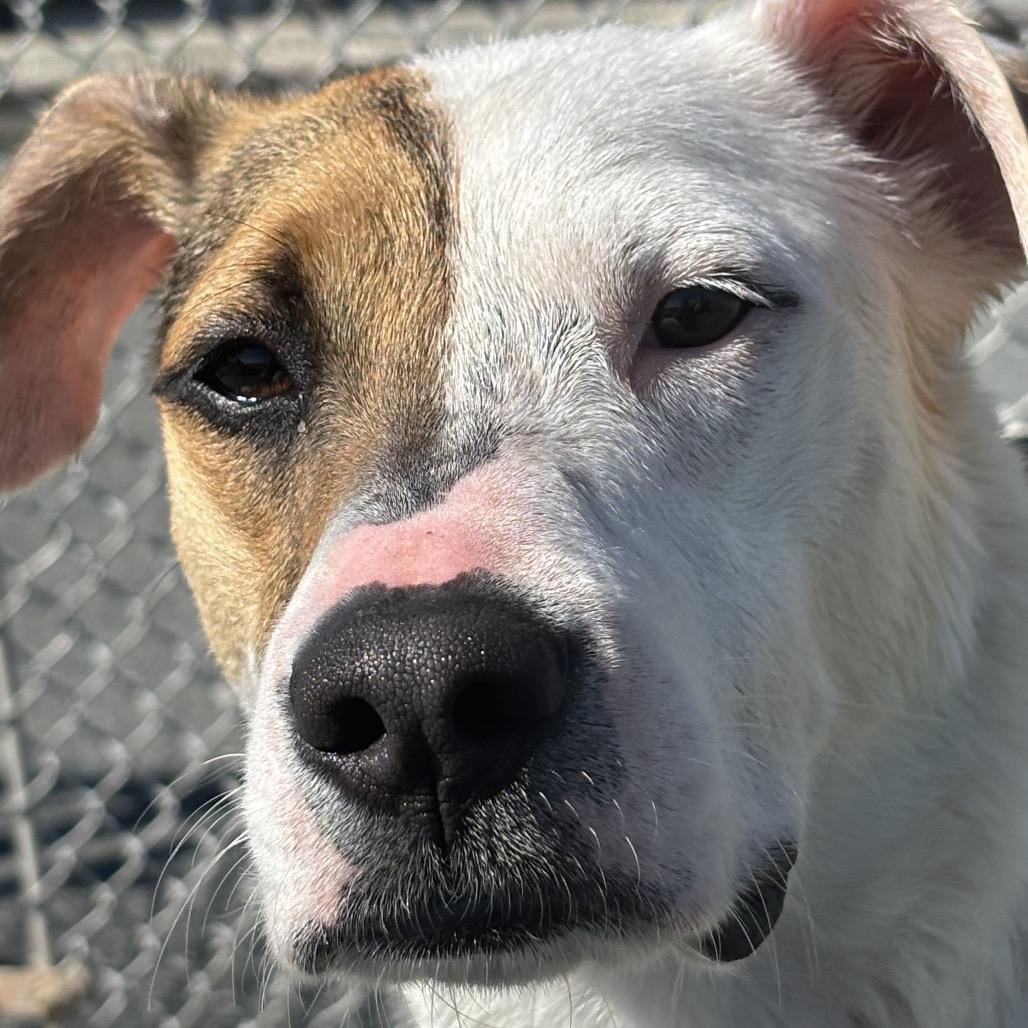 Lacey, Adoptable, Young Female Beagle & Mixed Breed.