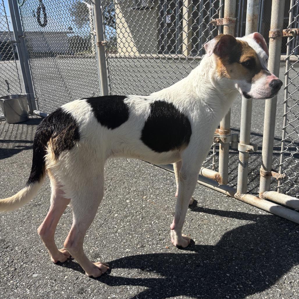 Enlarge Lacey, a Adoptable mixed breed in Bronson, FL image 2/2