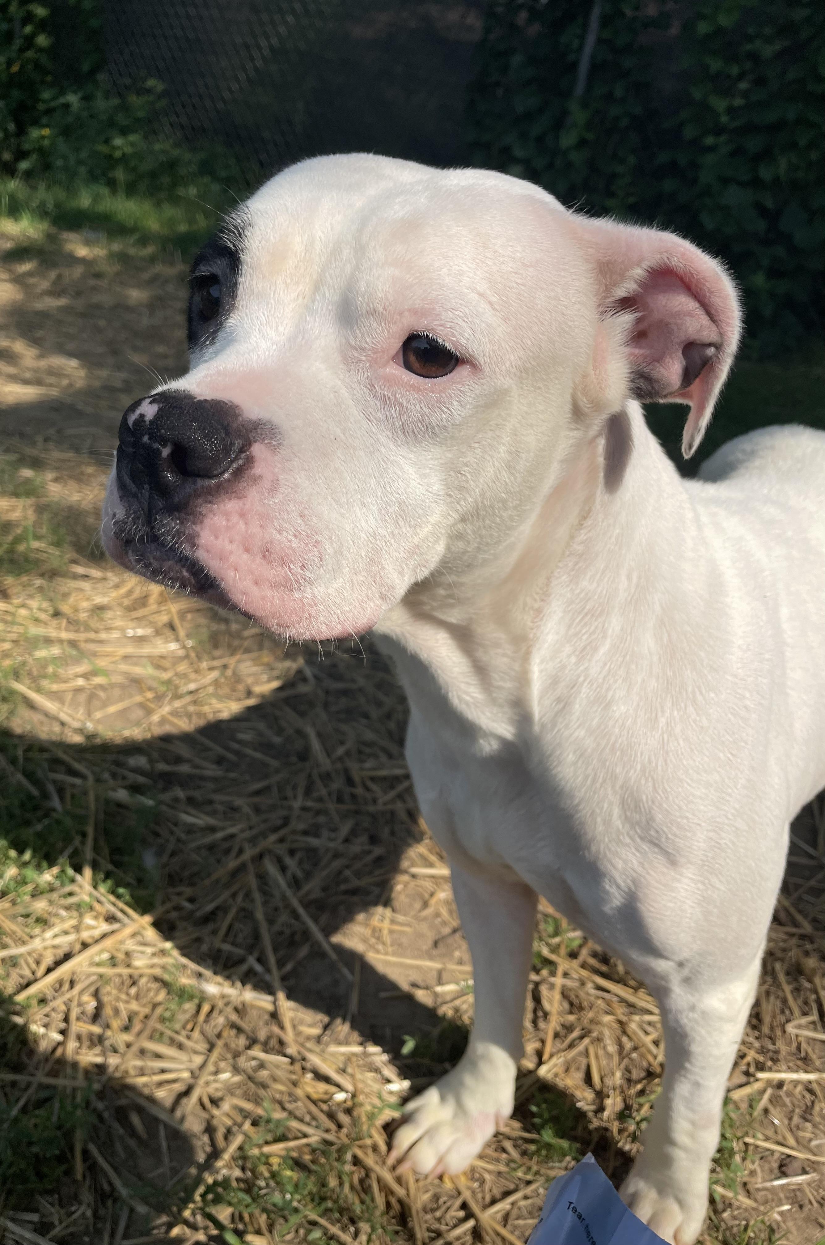 JuJu, adopted, Young Female Mixed Breed.