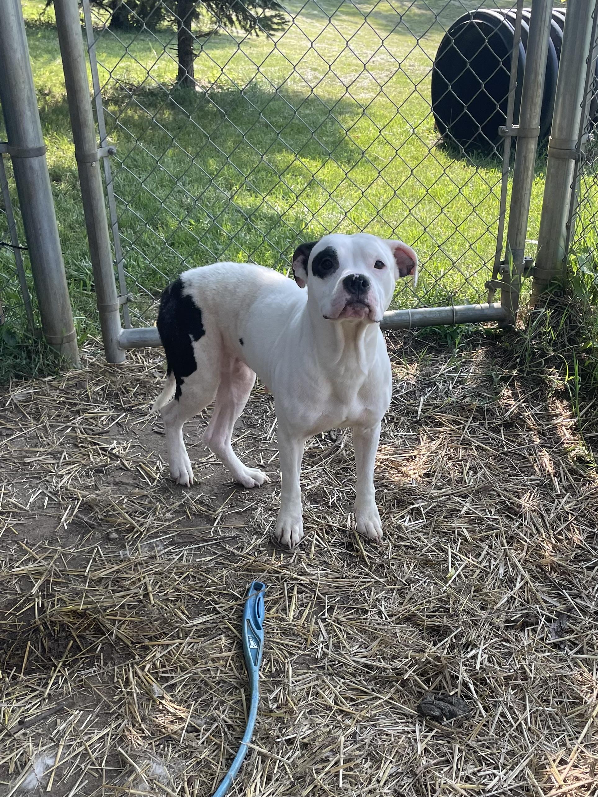JuJu, an adopted mixed breed in Mishawaka, IN image 3/6