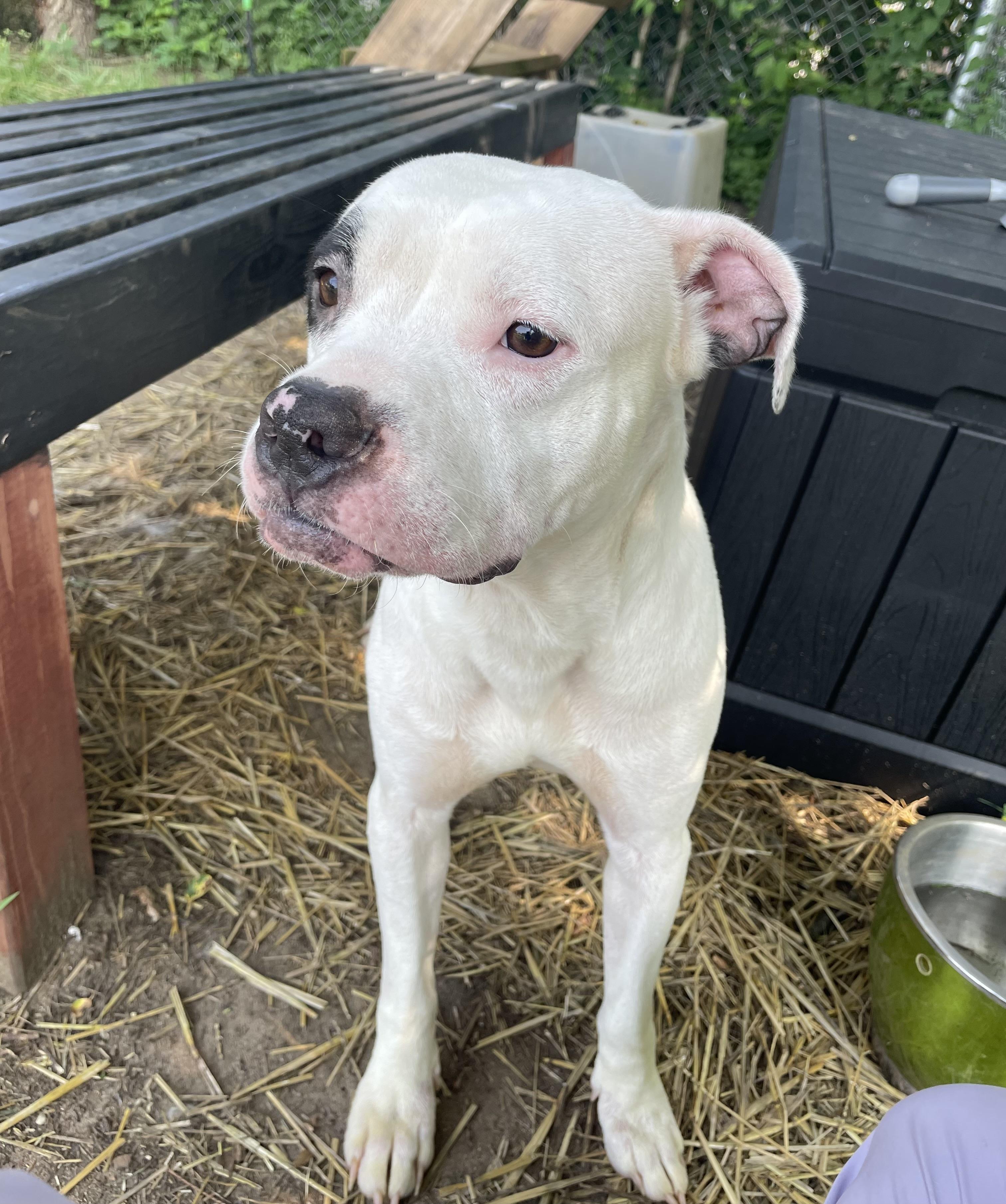 JuJu, an adopted mixed breed in Mishawaka, IN image 2/6