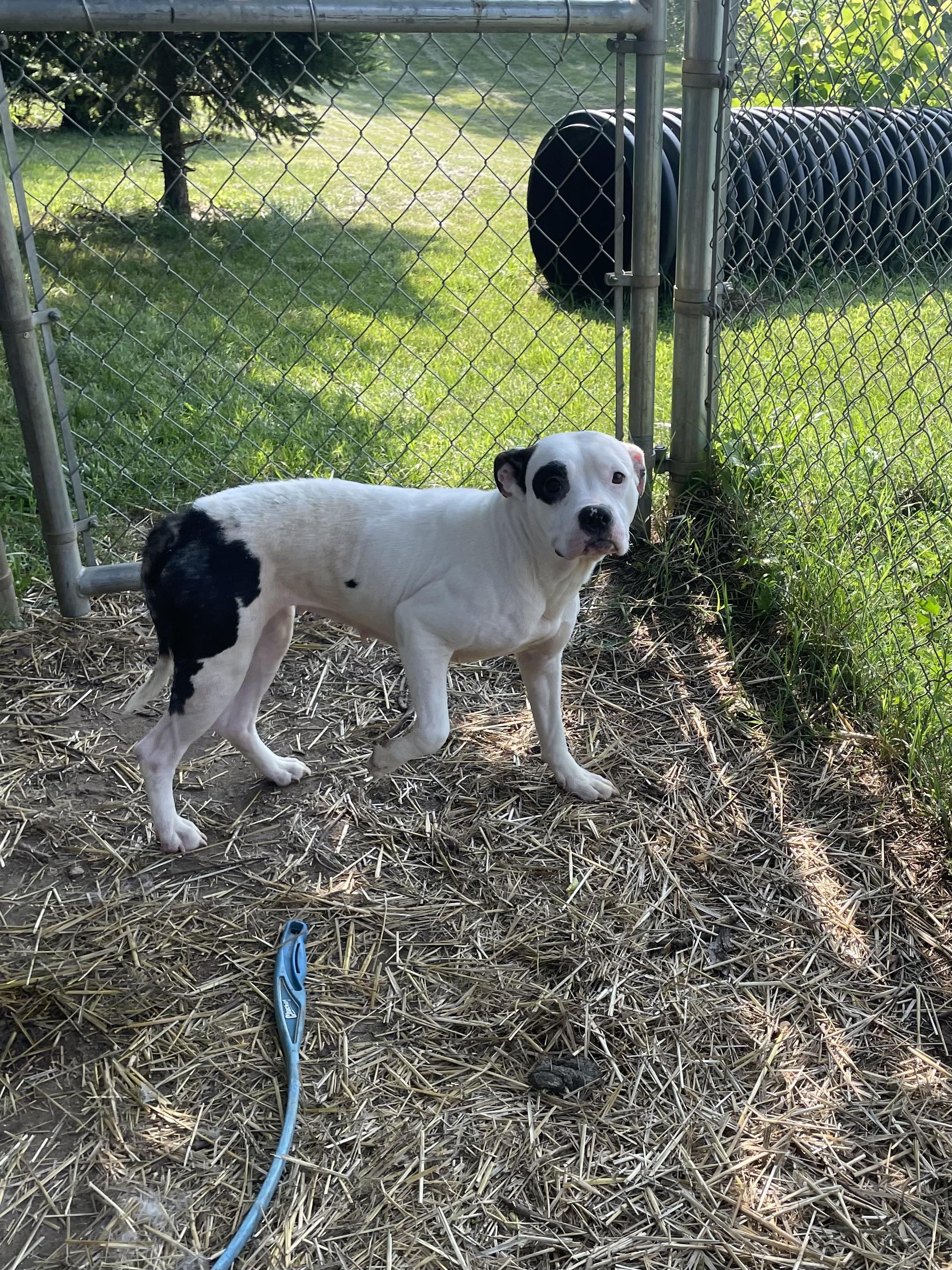 JuJu, an adopted mixed breed in Mishawaka, IN image 6/6