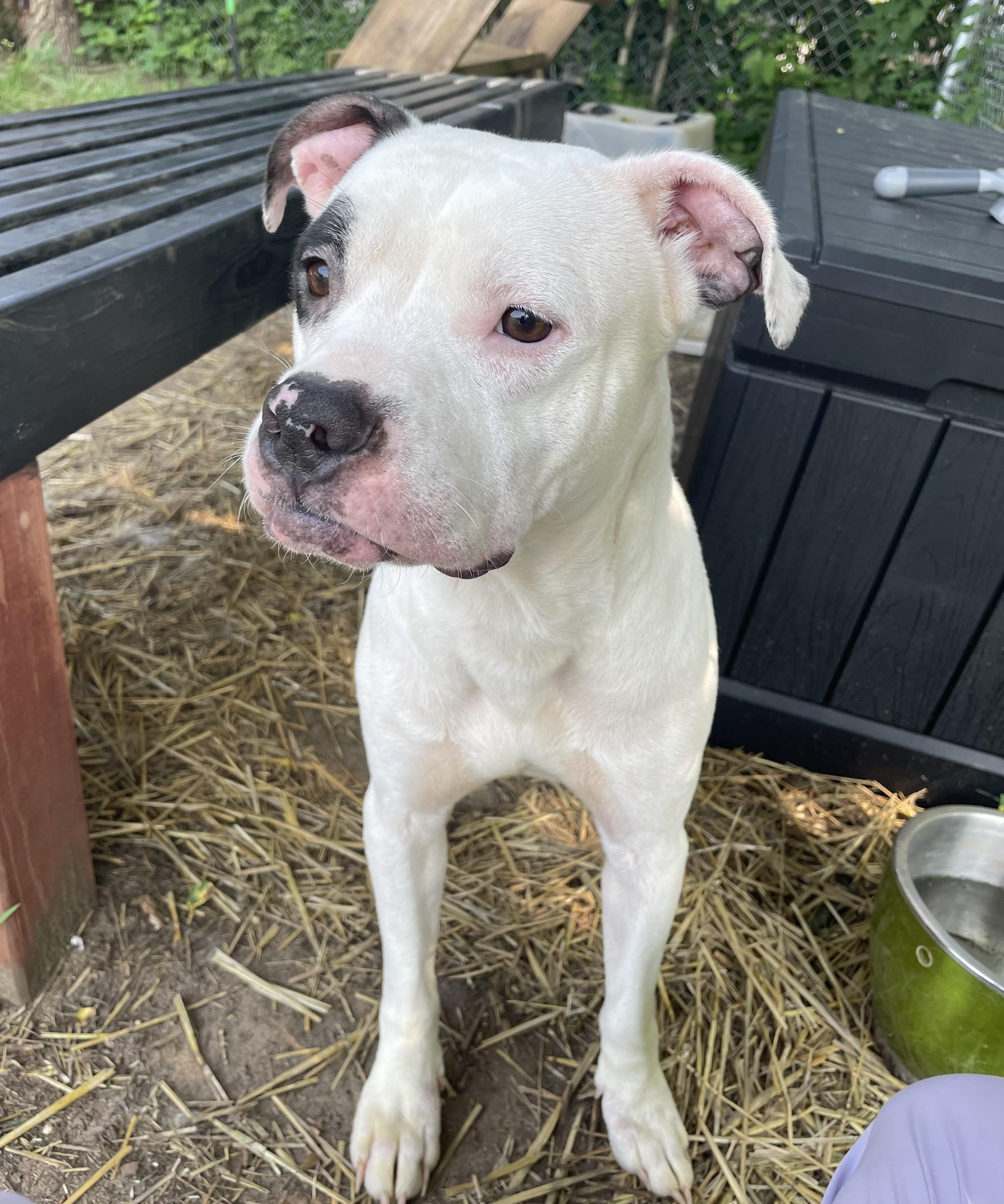 JuJu, an adopted mixed breed in Mishawaka, IN image 5/6