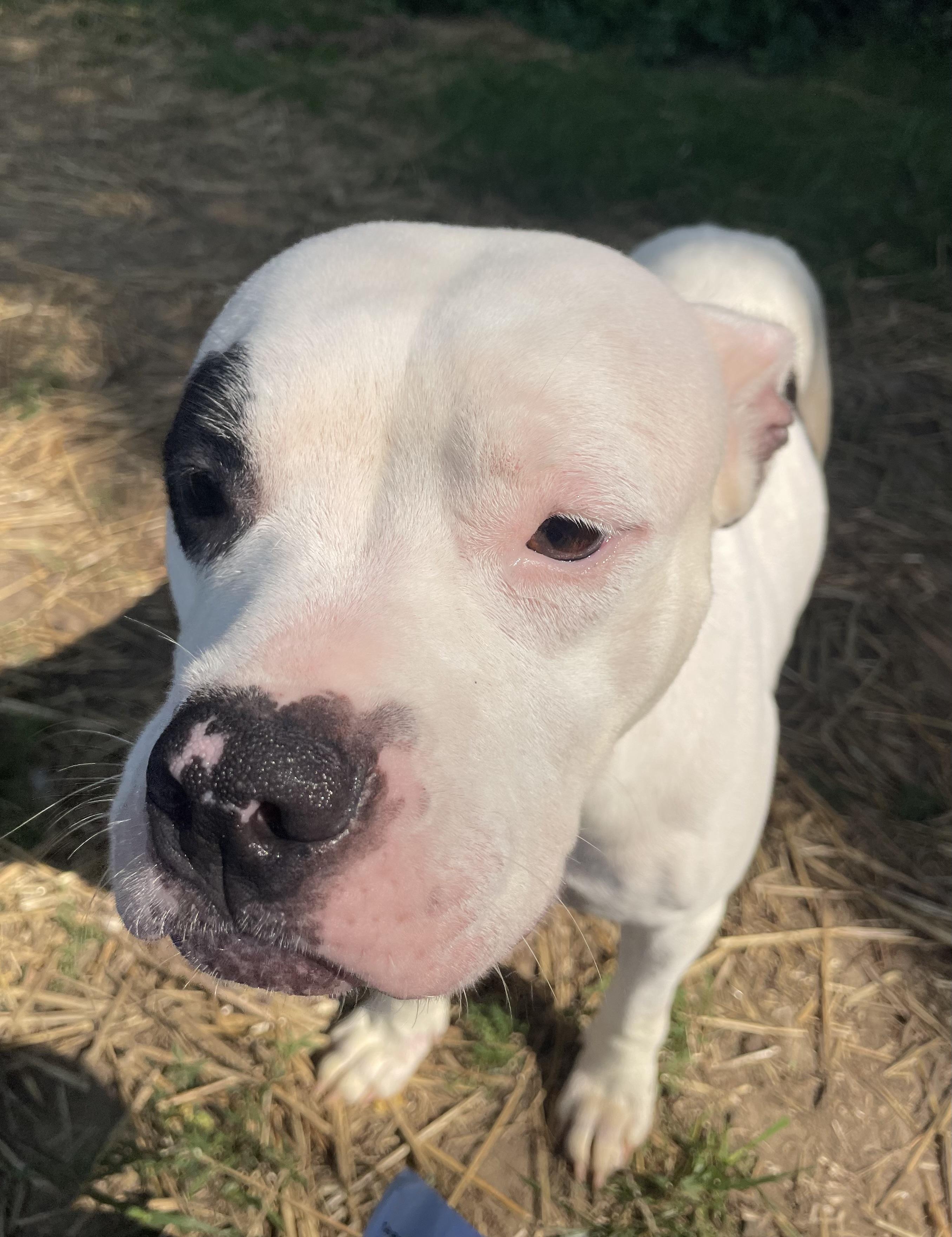 JuJu, an adopted mixed breed in Mishawaka, IN image 4/6