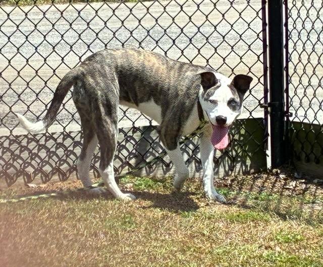 CRYSTAL, a ADOPTABLE mixed breed in Lynn Haven, FL image 4/4