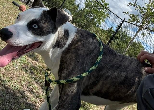 CRYSTAL, a ADOPTABLE mixed breed in Lynn Haven, FL image 2/4