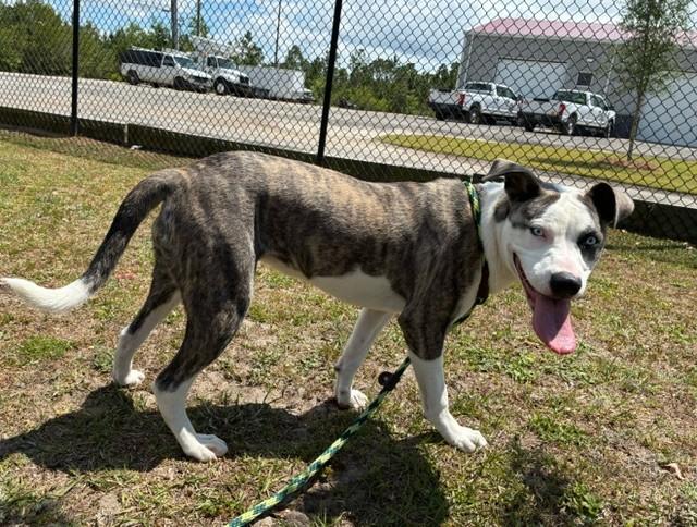 CRYSTAL, a ADOPTABLE mixed breed in Lynn Haven, FL image 3/4