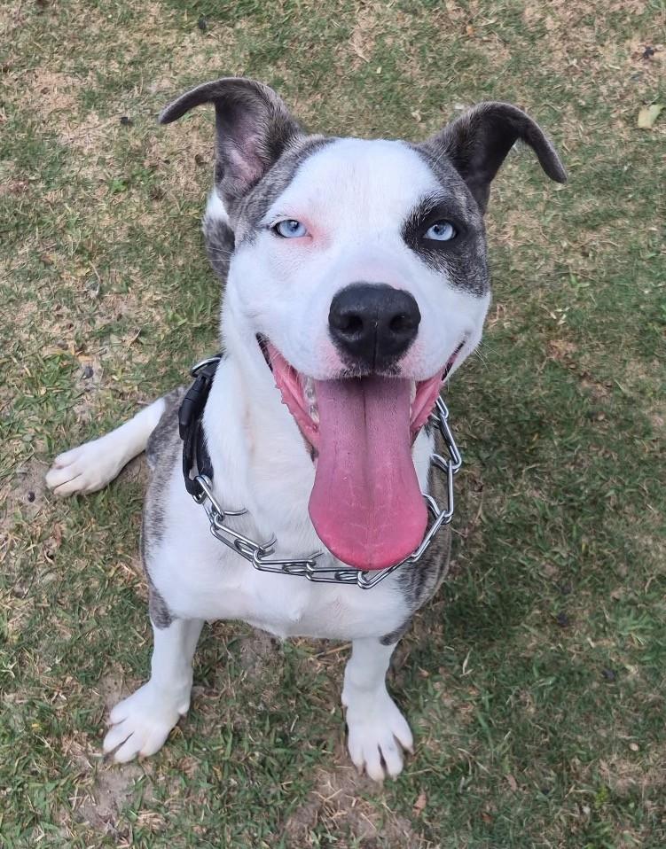 CRYSTAL, a ADOPTABLE mixed breed in Lynn Haven, FL image 1/4