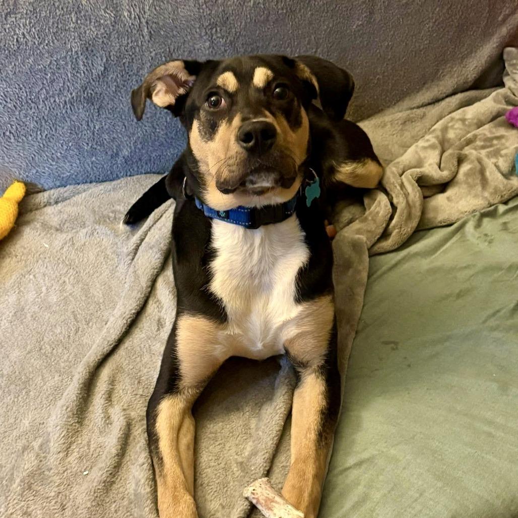 Matt, Adoptable, Young Male Mixed Breed.