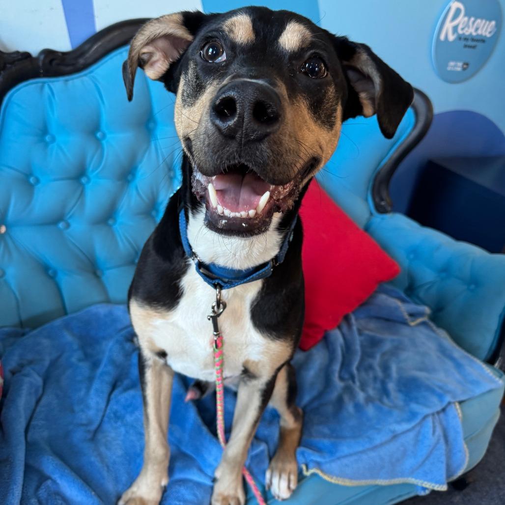 Enlarge Matt, a Adoptable Mixed Breed in Chicago, IL image 2/6