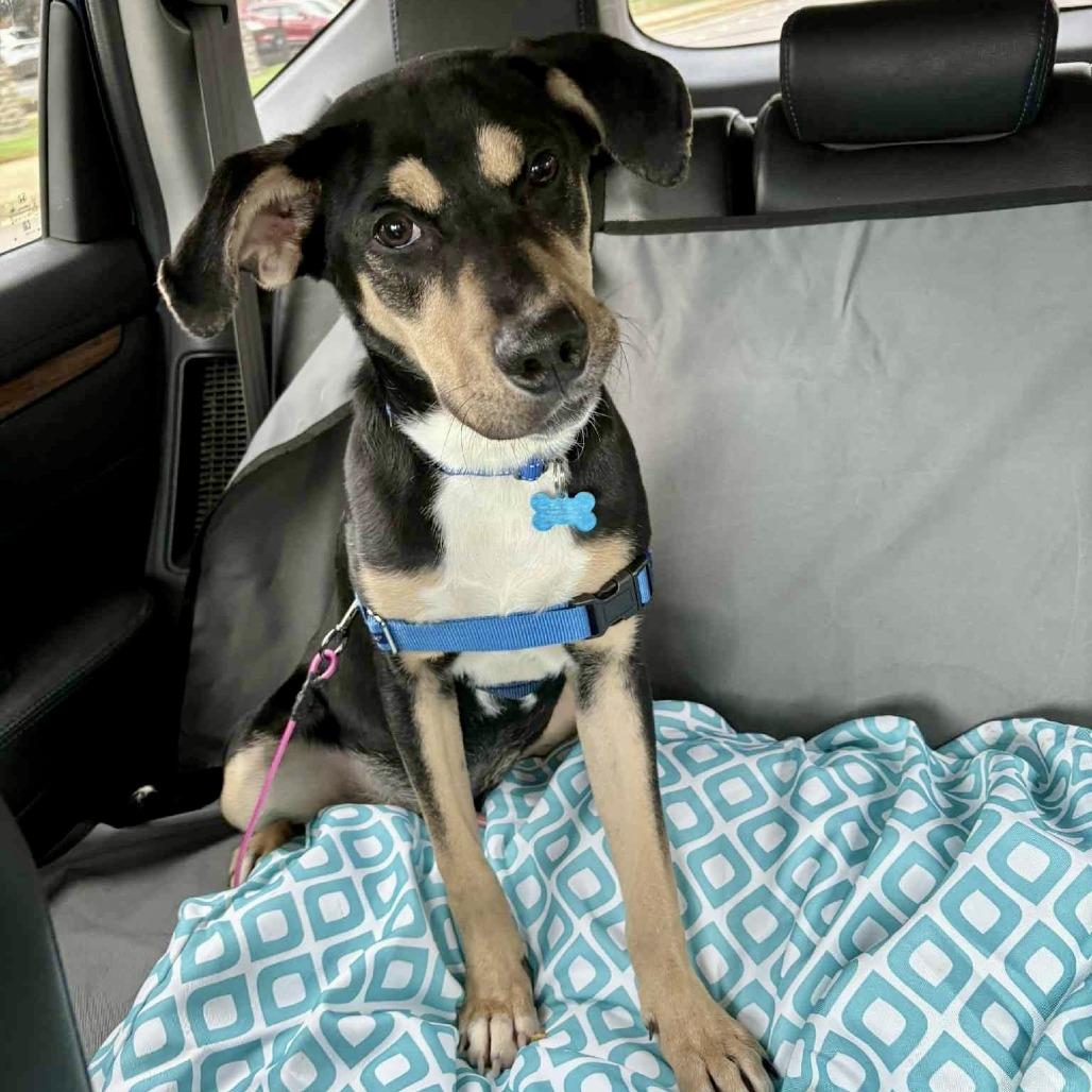 Enlarge Matt, a Adoptable Mixed Breed in Chicago, IL image 5/6