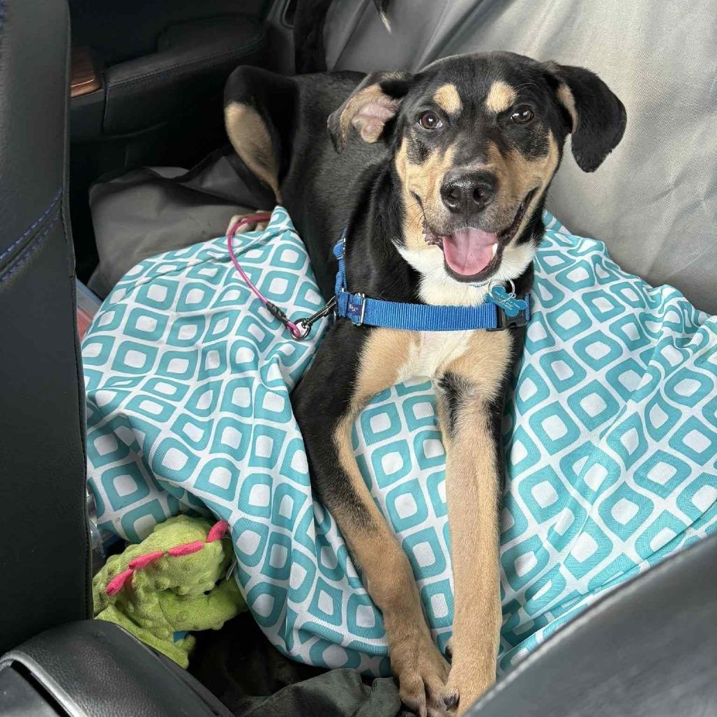 Enlarge Matt, a Adoptable Mixed Breed in Chicago, IL image 6/6