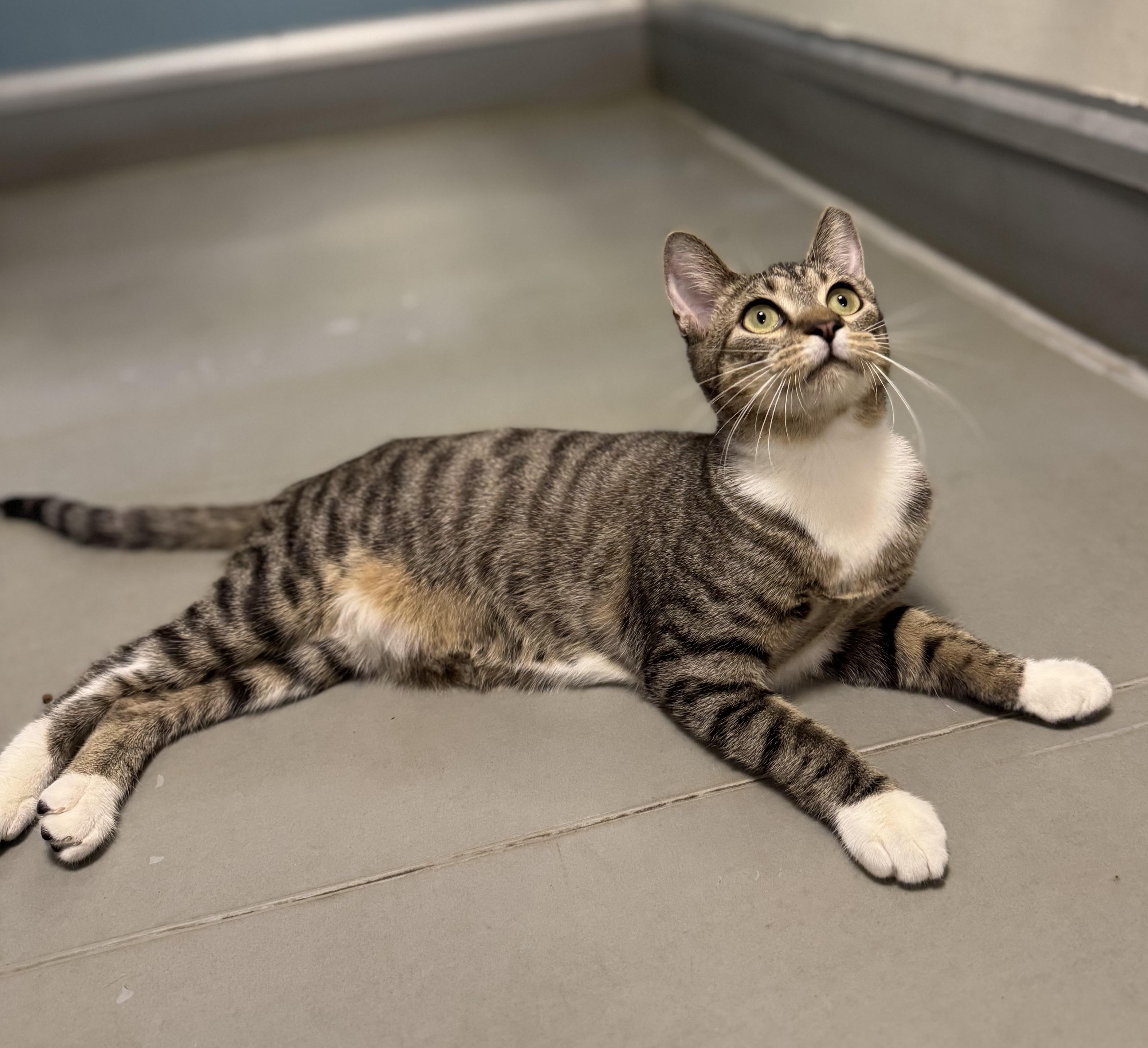 Samantha, ADOPTABLE, Young Female Domestic Short Hair.