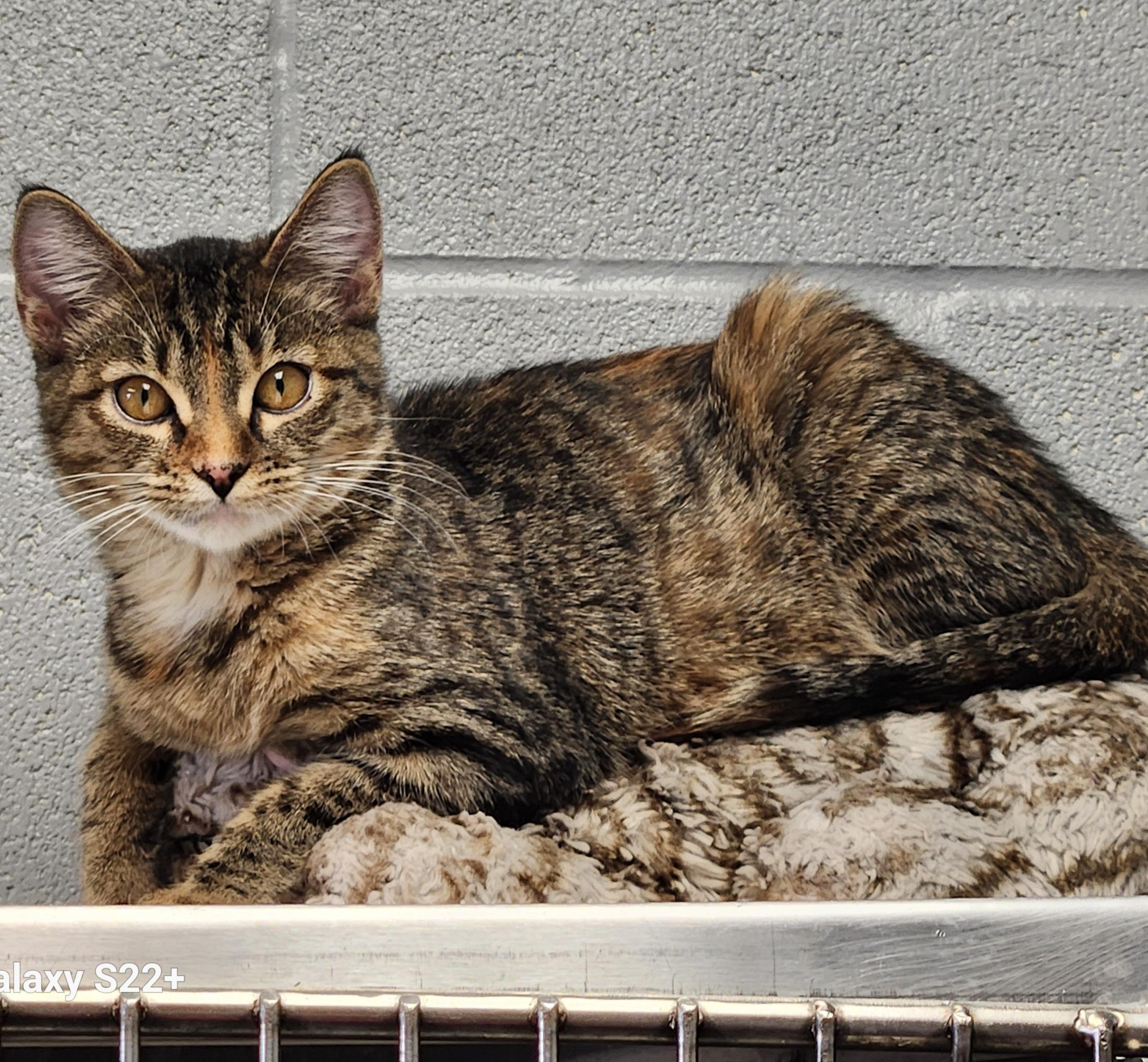 Quinn, ADOPTABLE, Kitten Female Tabby & Tortoiseshell.