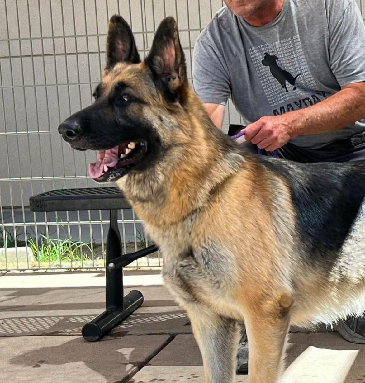 Penelope, Adoptable, Adult Female German Shepherd Dog.
