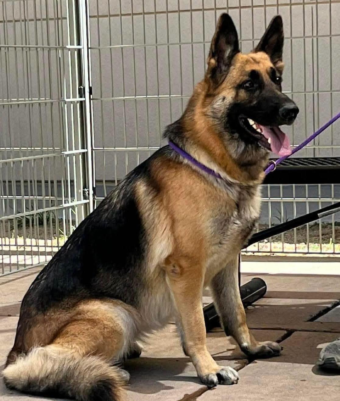 Enlarge Penelope, a Adoptable German Shepherd Dog in Lafayette, CA image 2/2