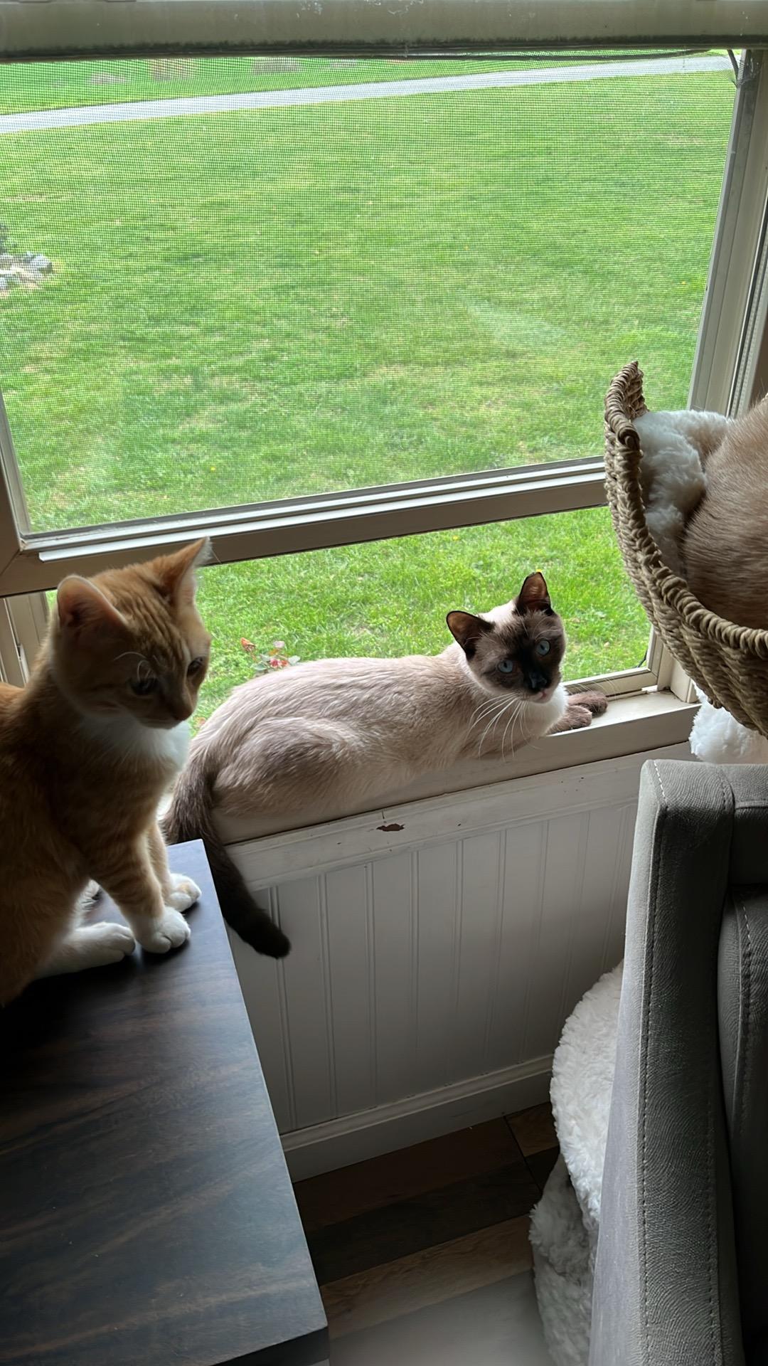 Neo and Geo, an adopted Siamese in Charlotte, NC image 3/4