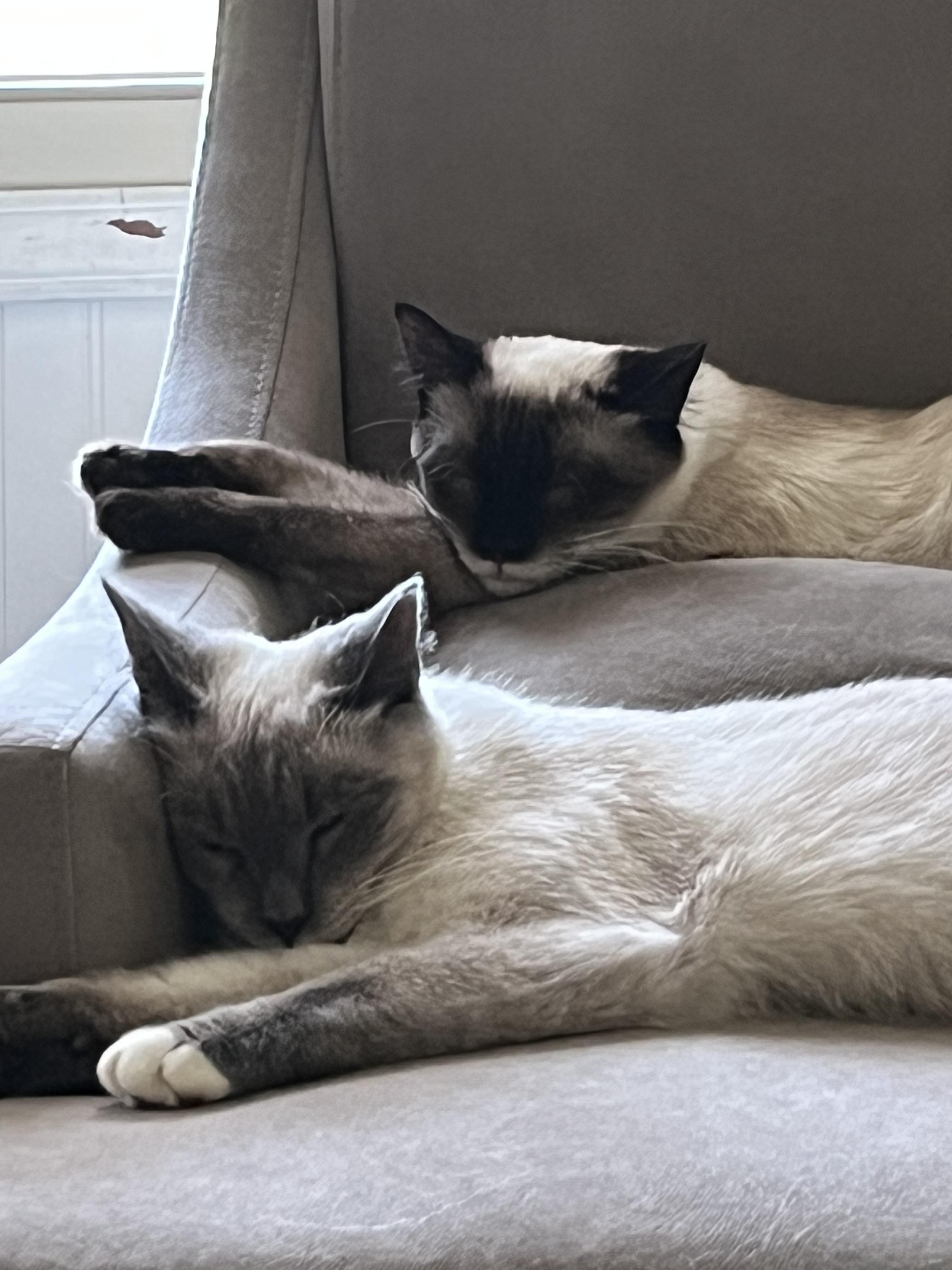 Neo and Geo, an adopted Siamese in Charlotte, NC image 2/4