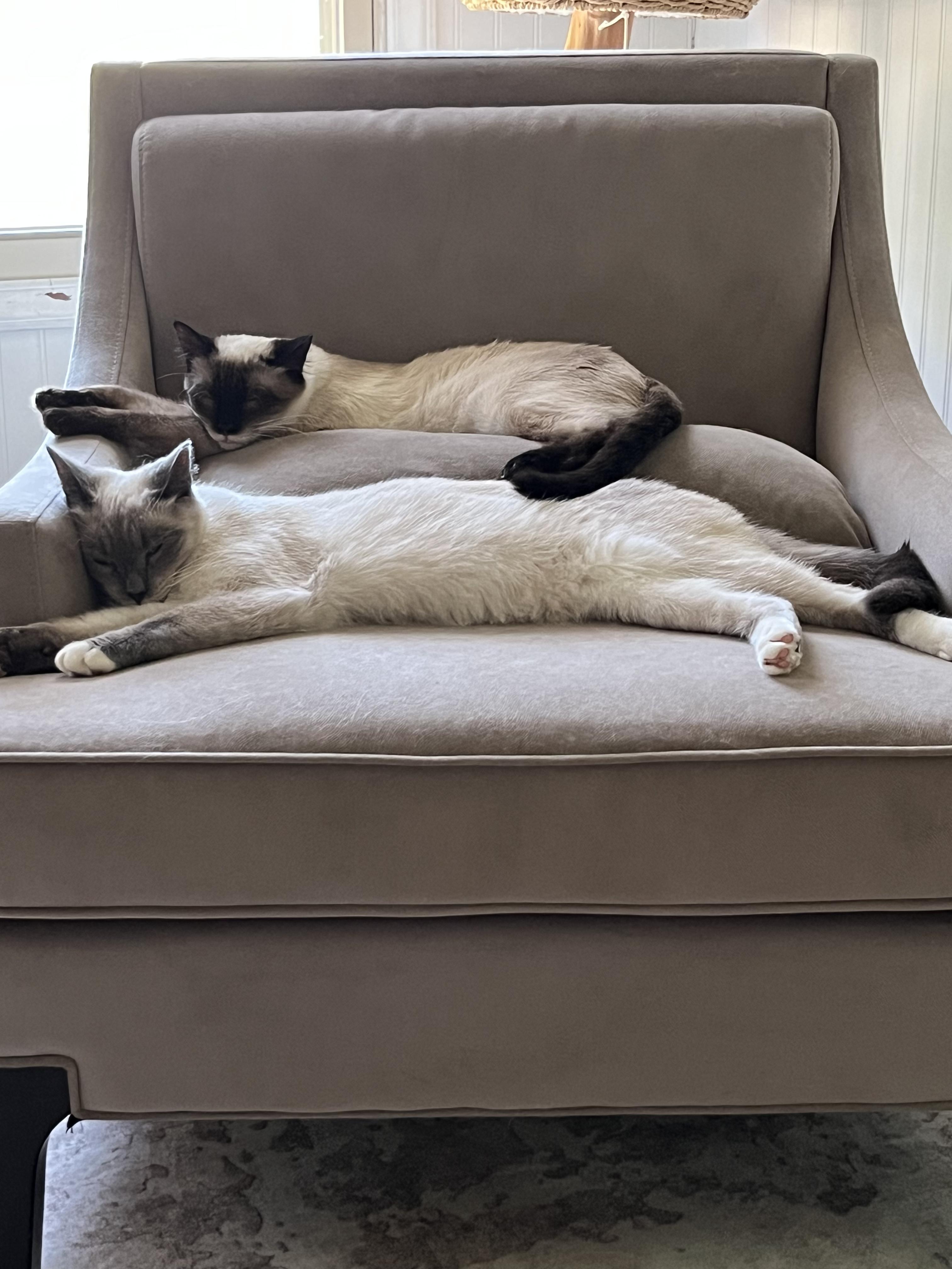 Neo and Geo, adopted, Young Male Siamese.