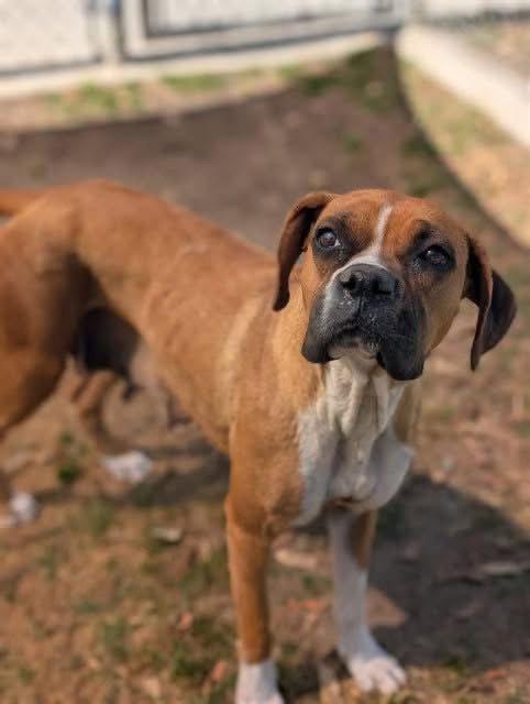 Nanny, Adopted, Adult Female Boxer.