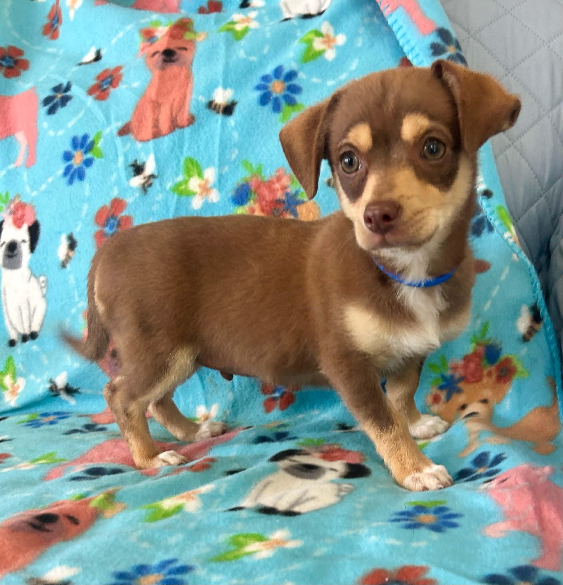 Jonah, an adopted mixed breed in Unionville, CT image 2/6