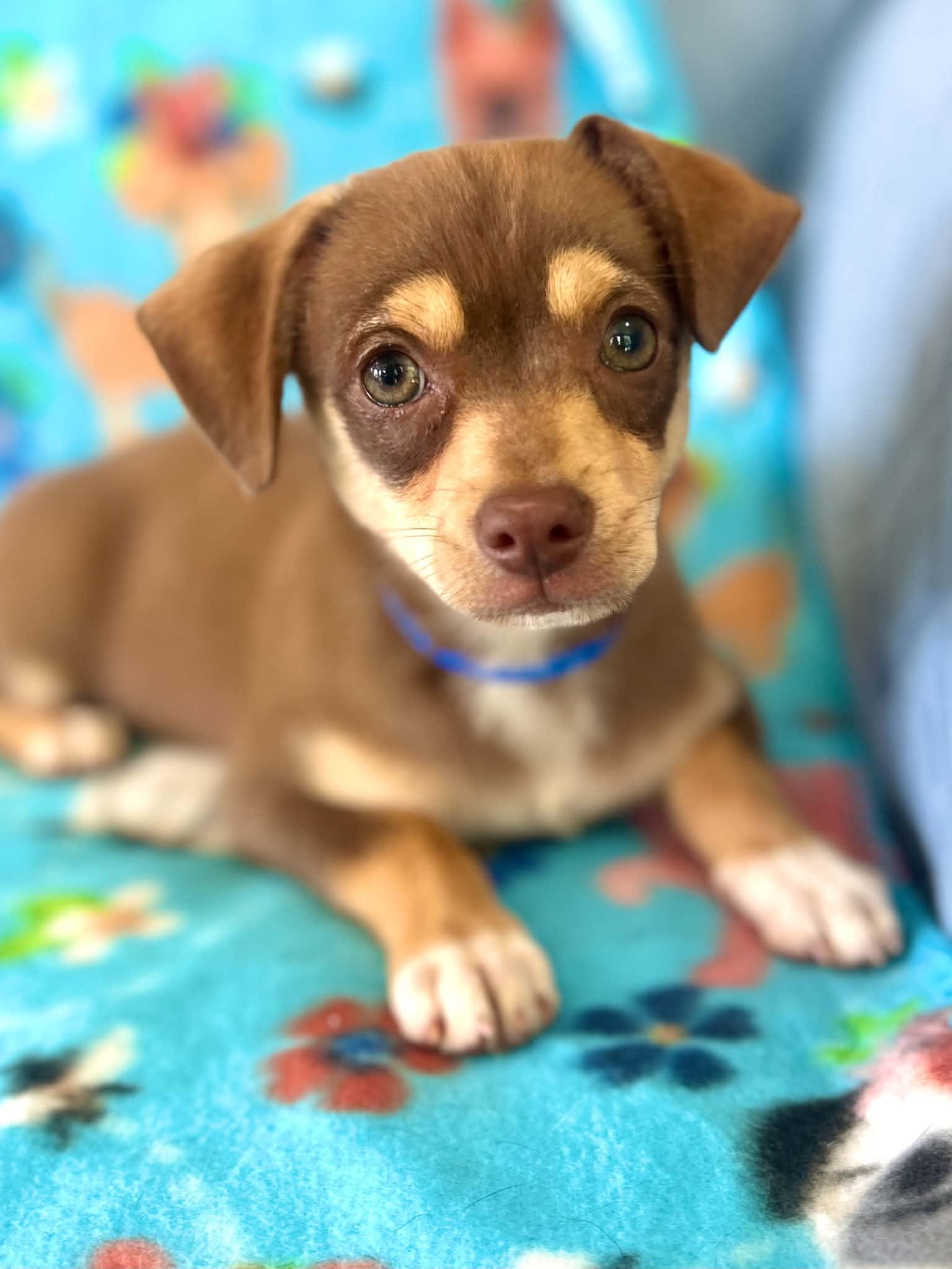 Jonah, adopted, Puppy Male Chihuahua & Yorkshire Terrier.