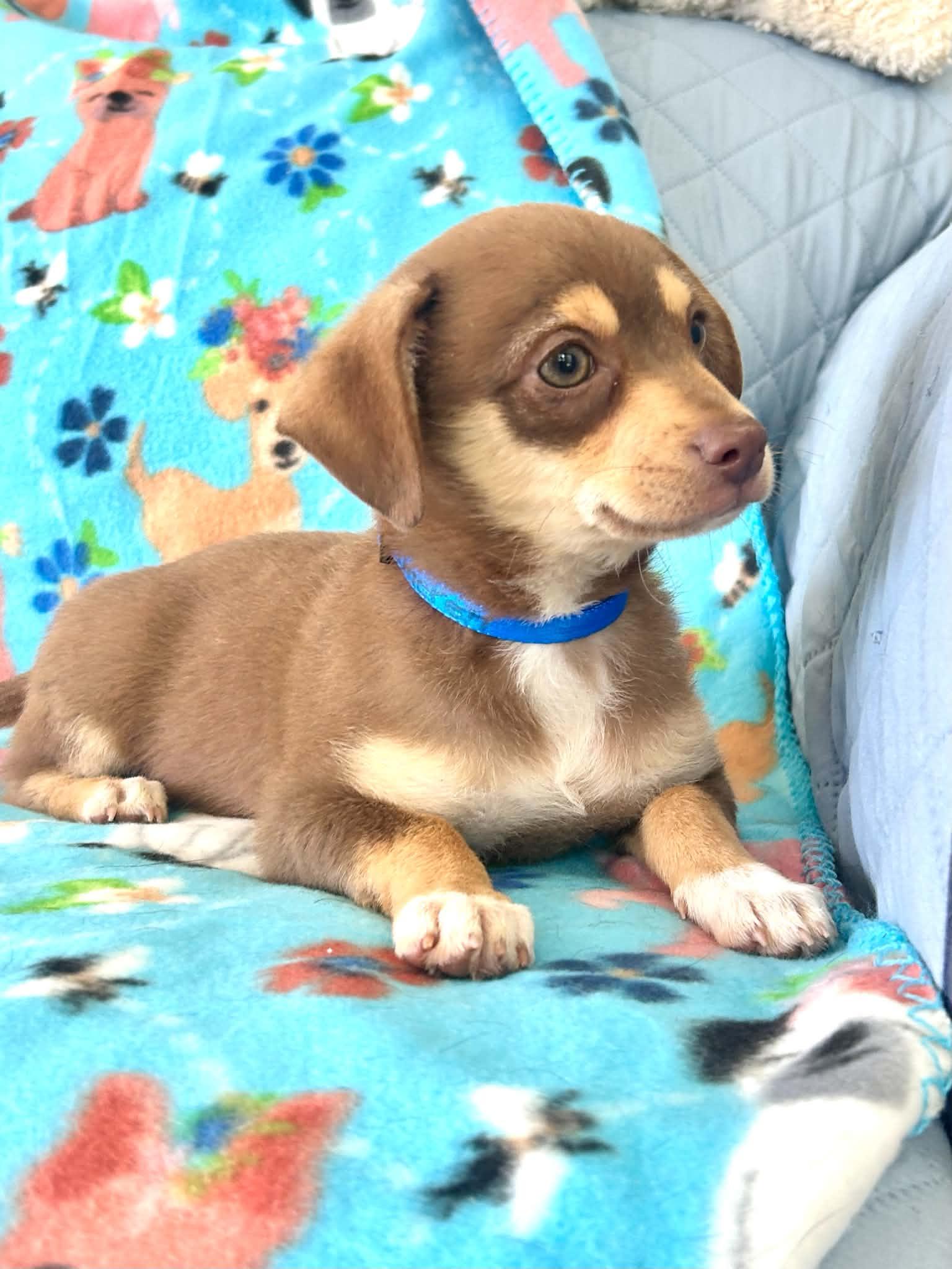 Jonah, an adopted mixed breed in Unionville, CT image 3/6