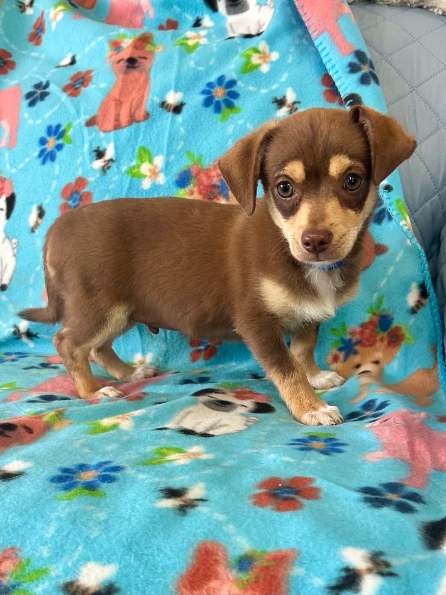 Jonah, an adopted mixed breed in Unionville, CT image 4/6