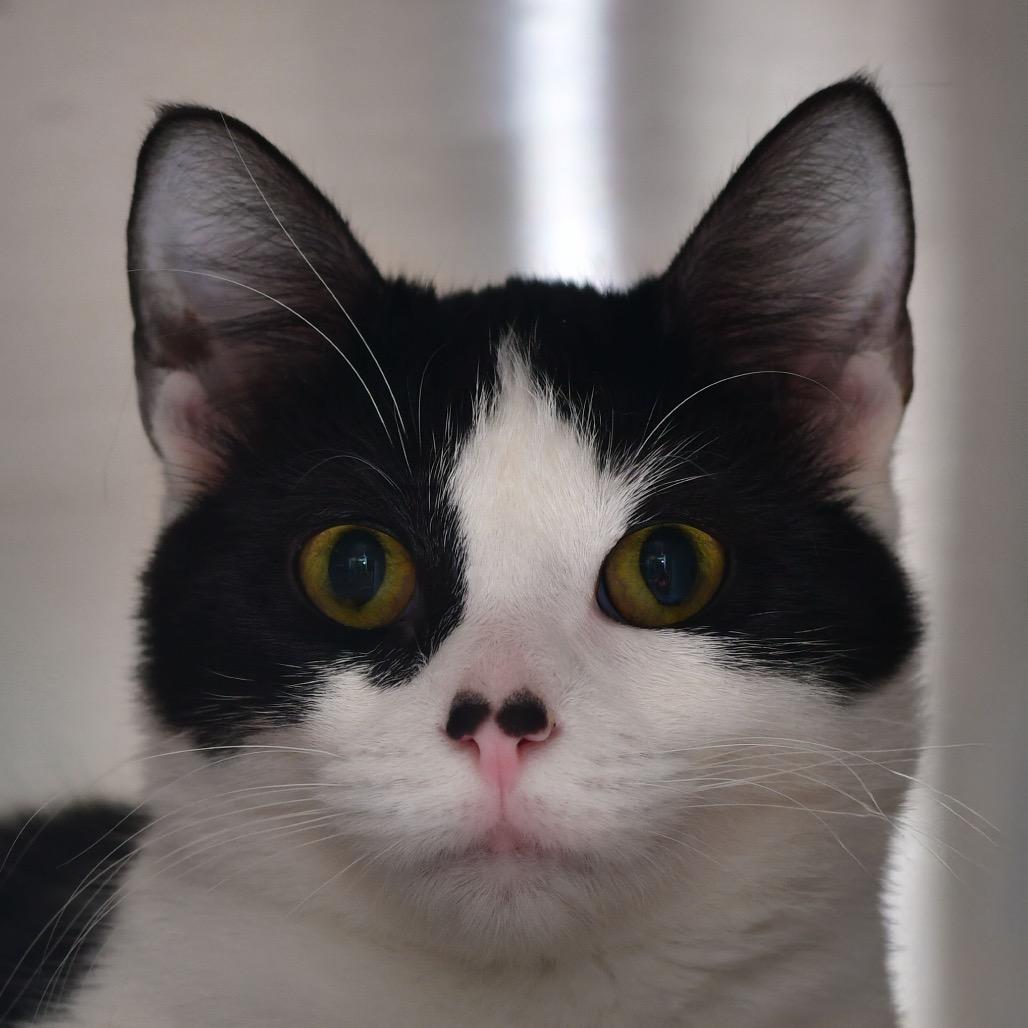 Enlarge Tango, a Adoptable Domestic Short Hair in Ottawa, KS image 1/1