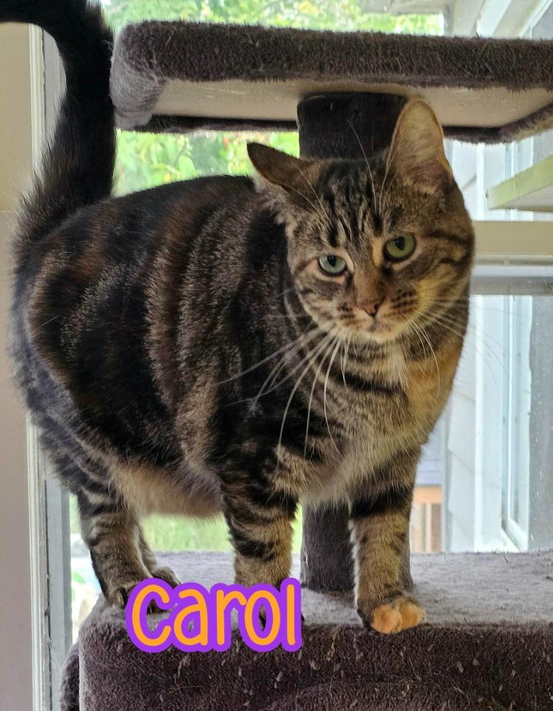 Enlarge Carol, a Adoptable mixed breed in Port Clinton, OH image 2/6