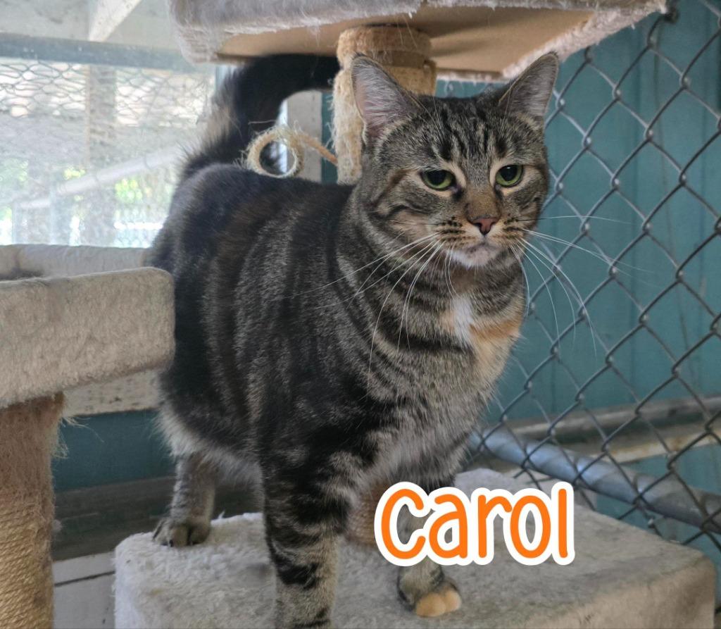 Enlarge Carol, a Adoptable mixed breed in Port Clinton, OH image 1/6