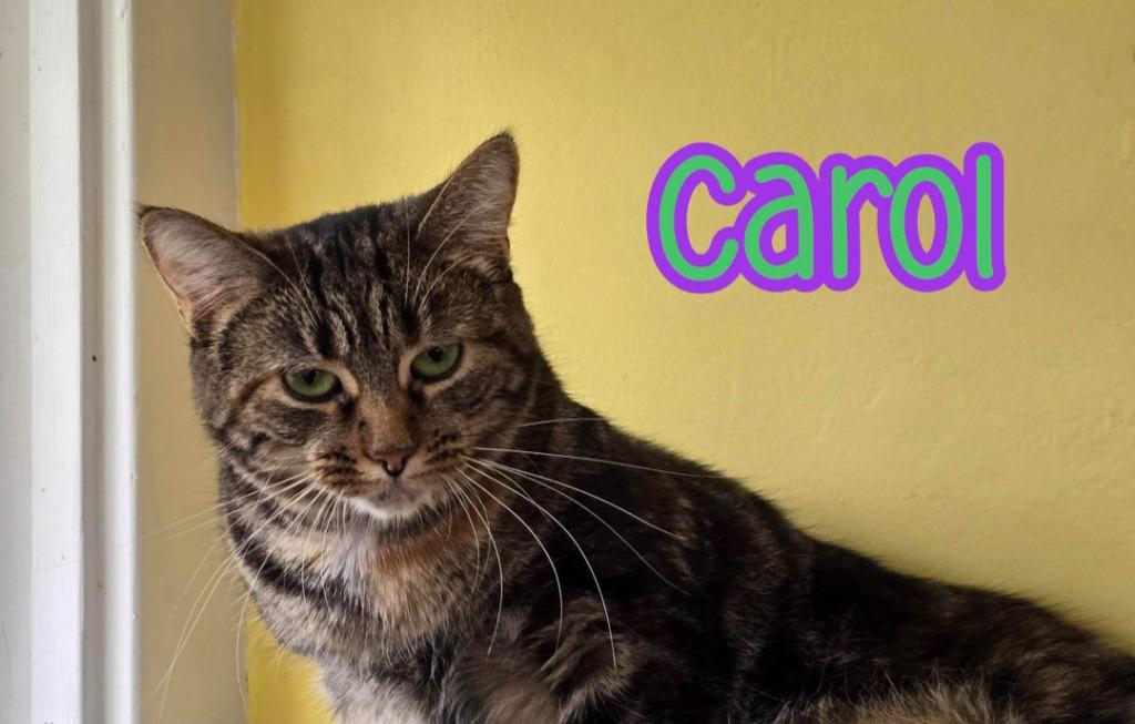 Enlarge Carol, a Adoptable mixed breed in Port Clinton, OH image 5/6