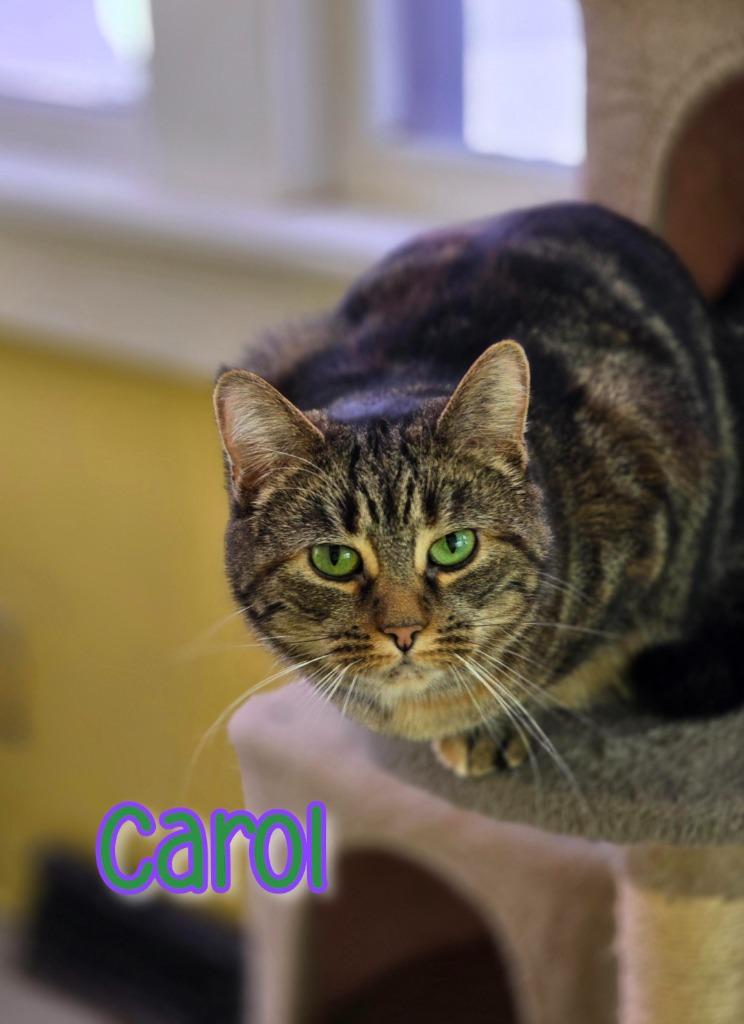 Enlarge Carol, a Adoptable mixed breed in Port Clinton, OH image 5/6