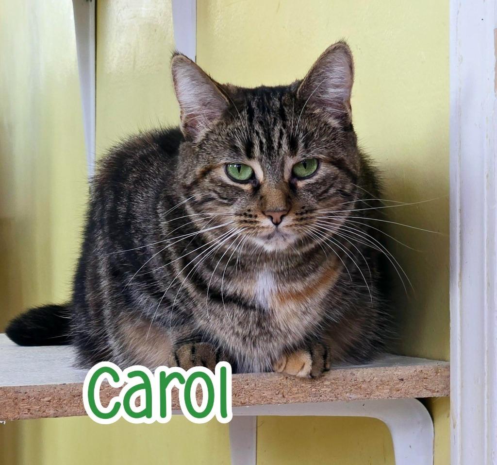 Enlarge Carol, a Adoptable mixed breed in Port Clinton, OH image 6/6