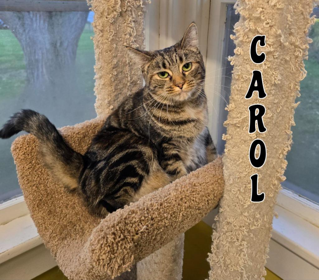 Enlarge Carol, a Adoptable mixed breed in Port Clinton, OH image 6/6