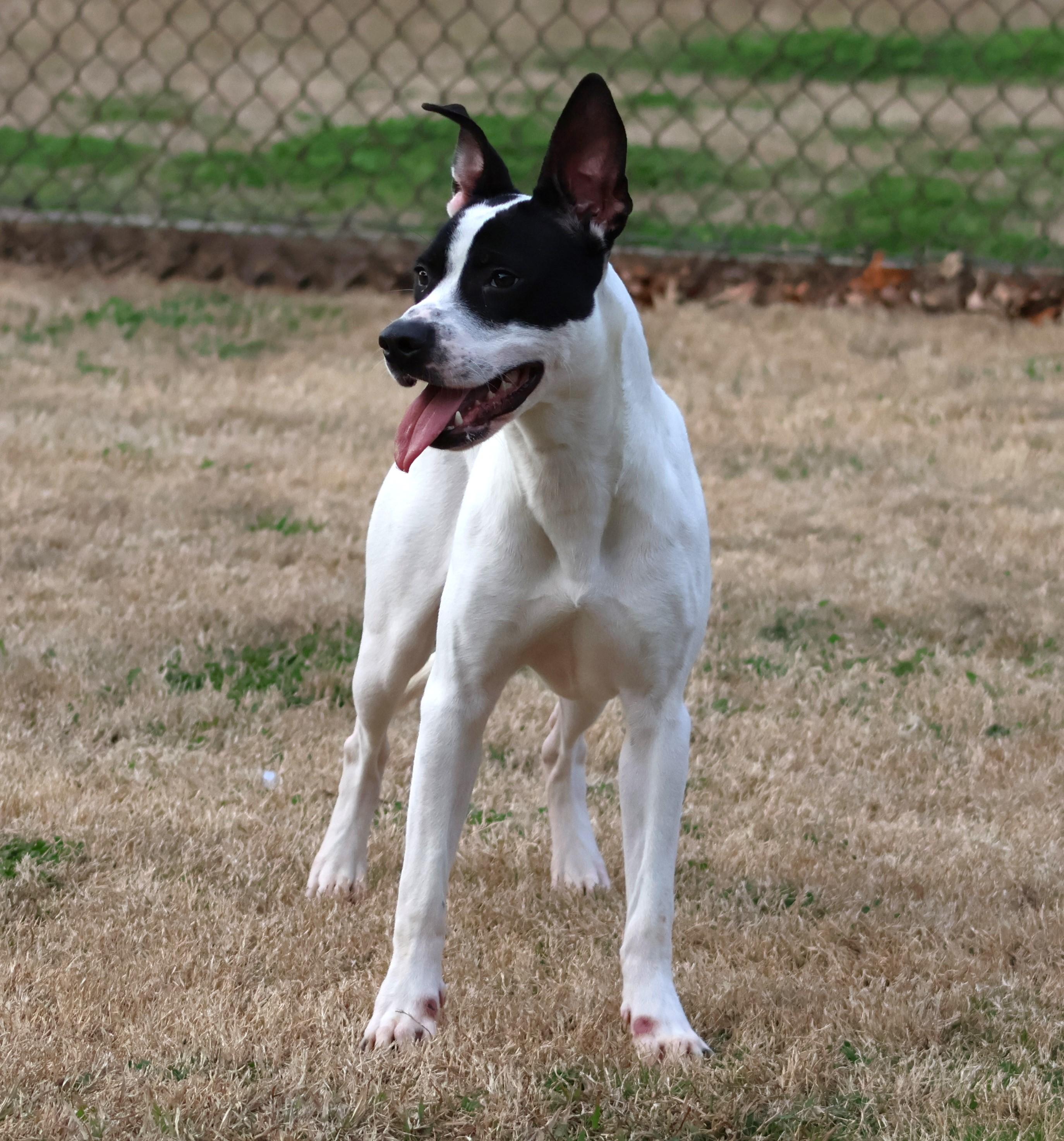 BIRDIE, Adoptable, Adult Female Pit Bull Terrier & Mixed Breed.