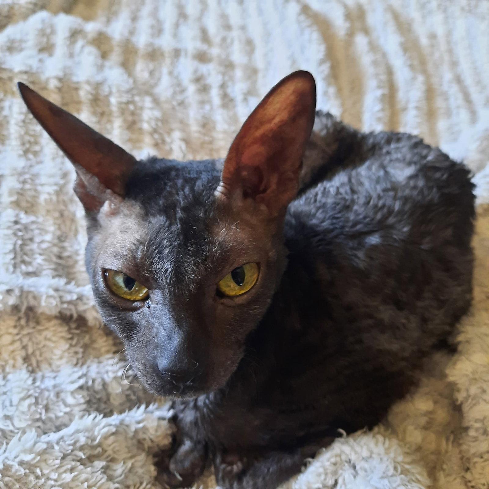Enlarge Stella Bella bonded to Cassie, a Adopted Cornish Rex in Phoenix, AZ image 1/3