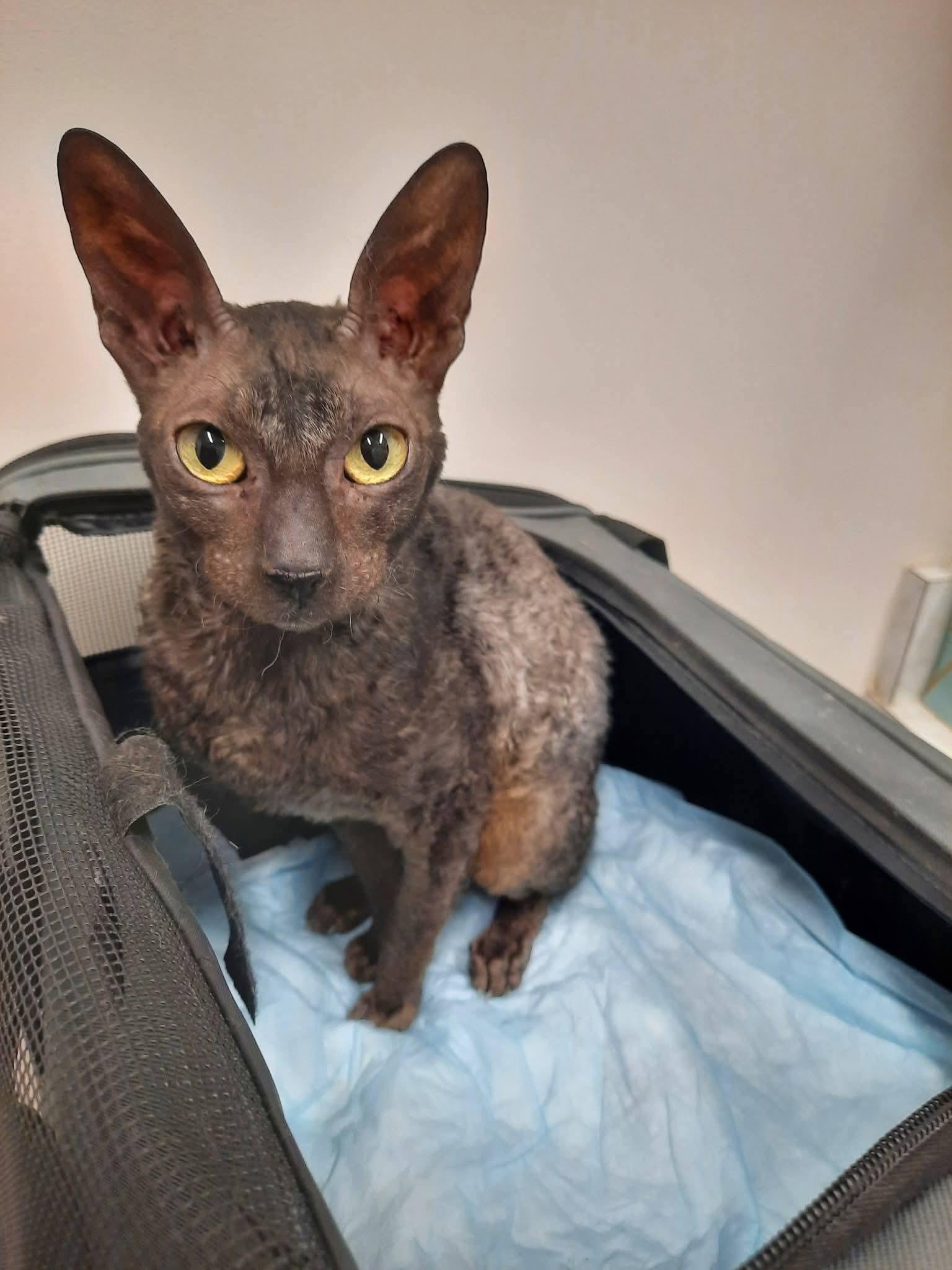 Enlarge Stella Bella bonded to Cassie, a Adopted Cornish Rex in Phoenix, AZ image 2/3