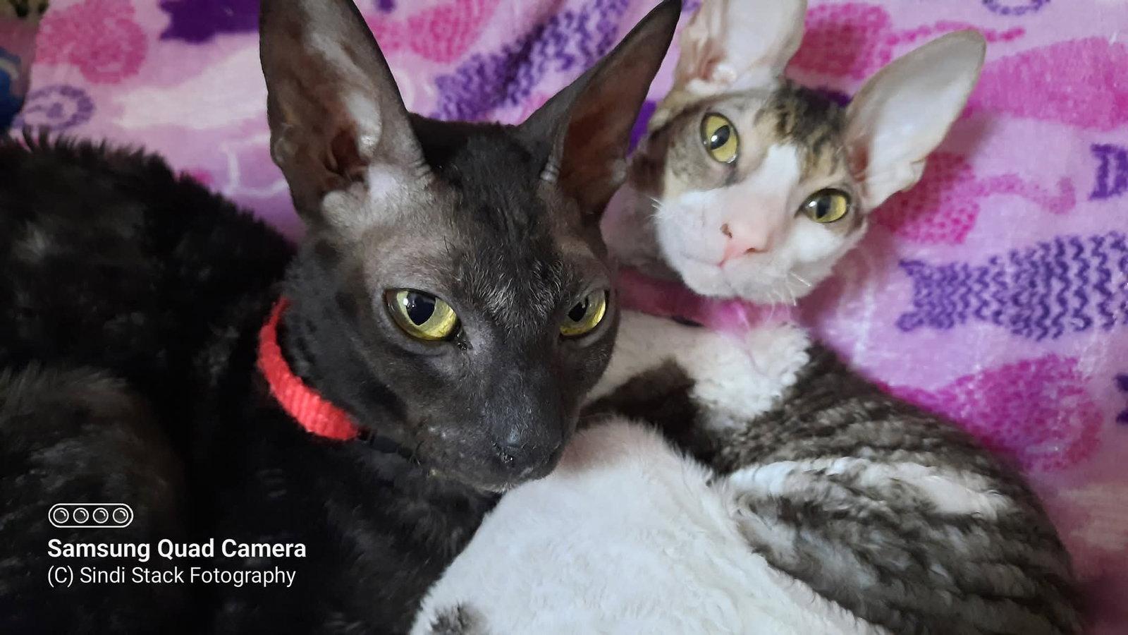 Enlarge Stella Bella bonded to Cassie, a Adopted Cornish Rex in Phoenix, AZ image 3/3