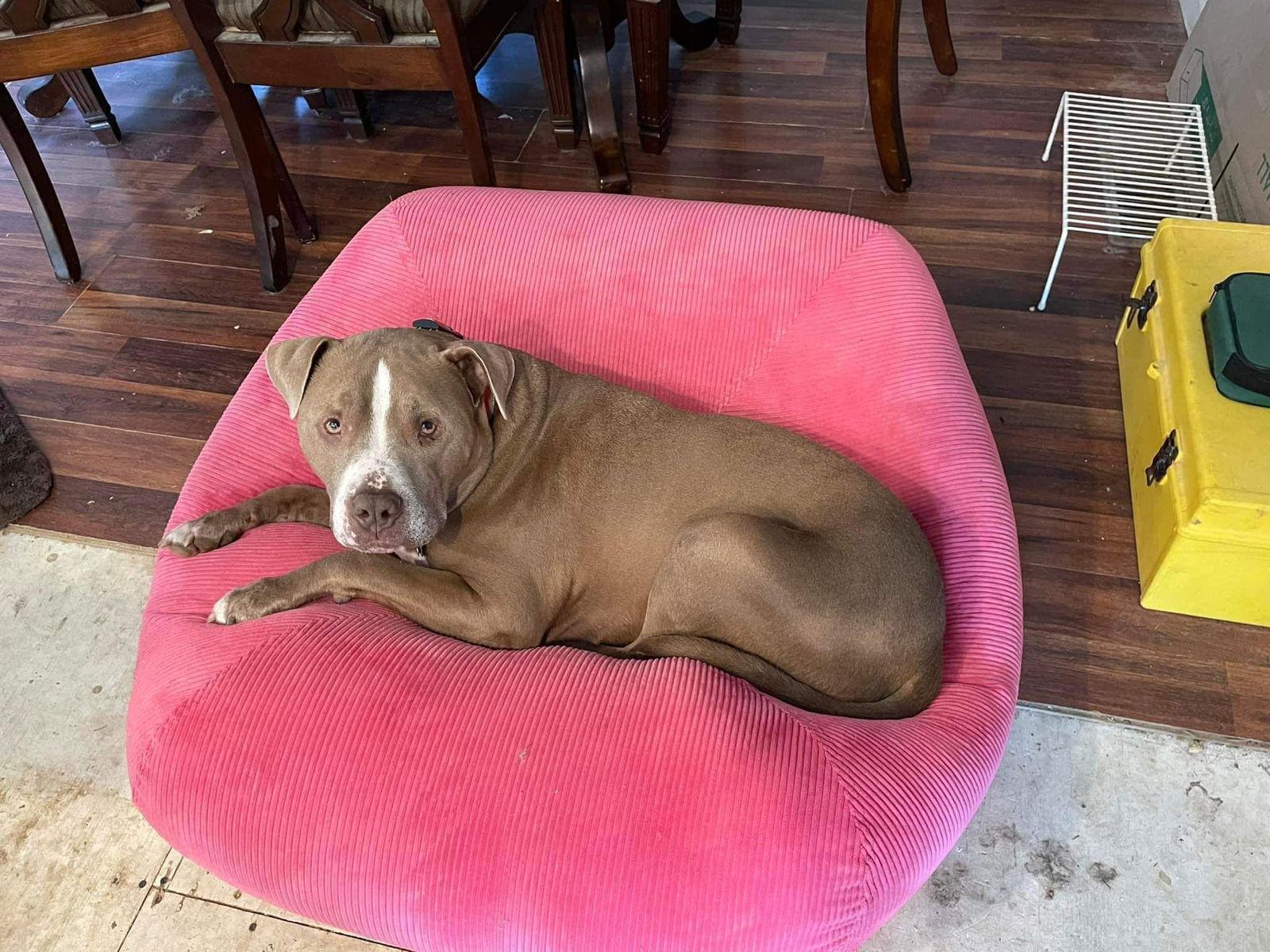 Oklahoma, Adoptable, Adult Male Pit Bull Terrier.