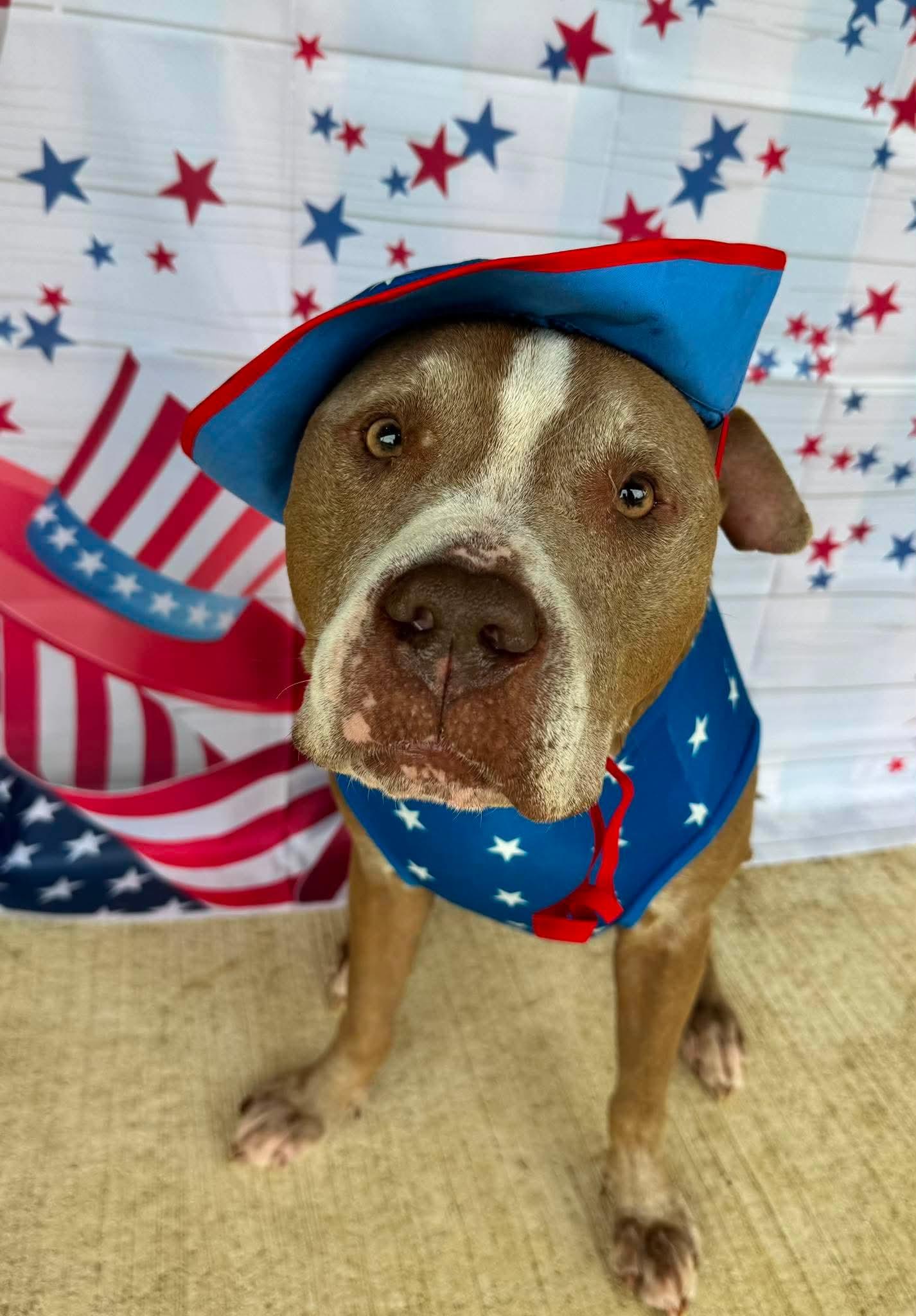 Oklahoma, Adoptable, Senior Male Pit Bull Terrier.