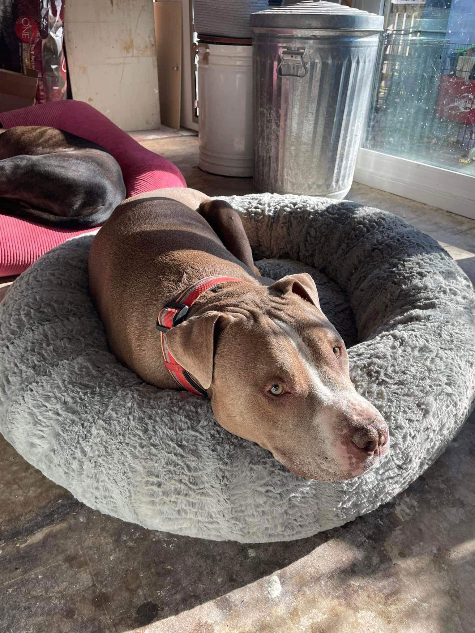 Oklahoma, Adoptable, Adult Male Pit Bull Terrier.