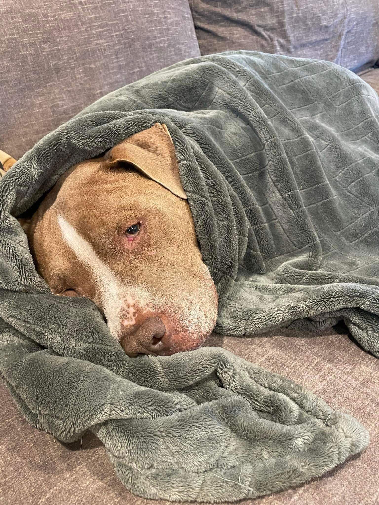 Oklahoma, Adoptable, Senior Male Pit Bull Terrier.