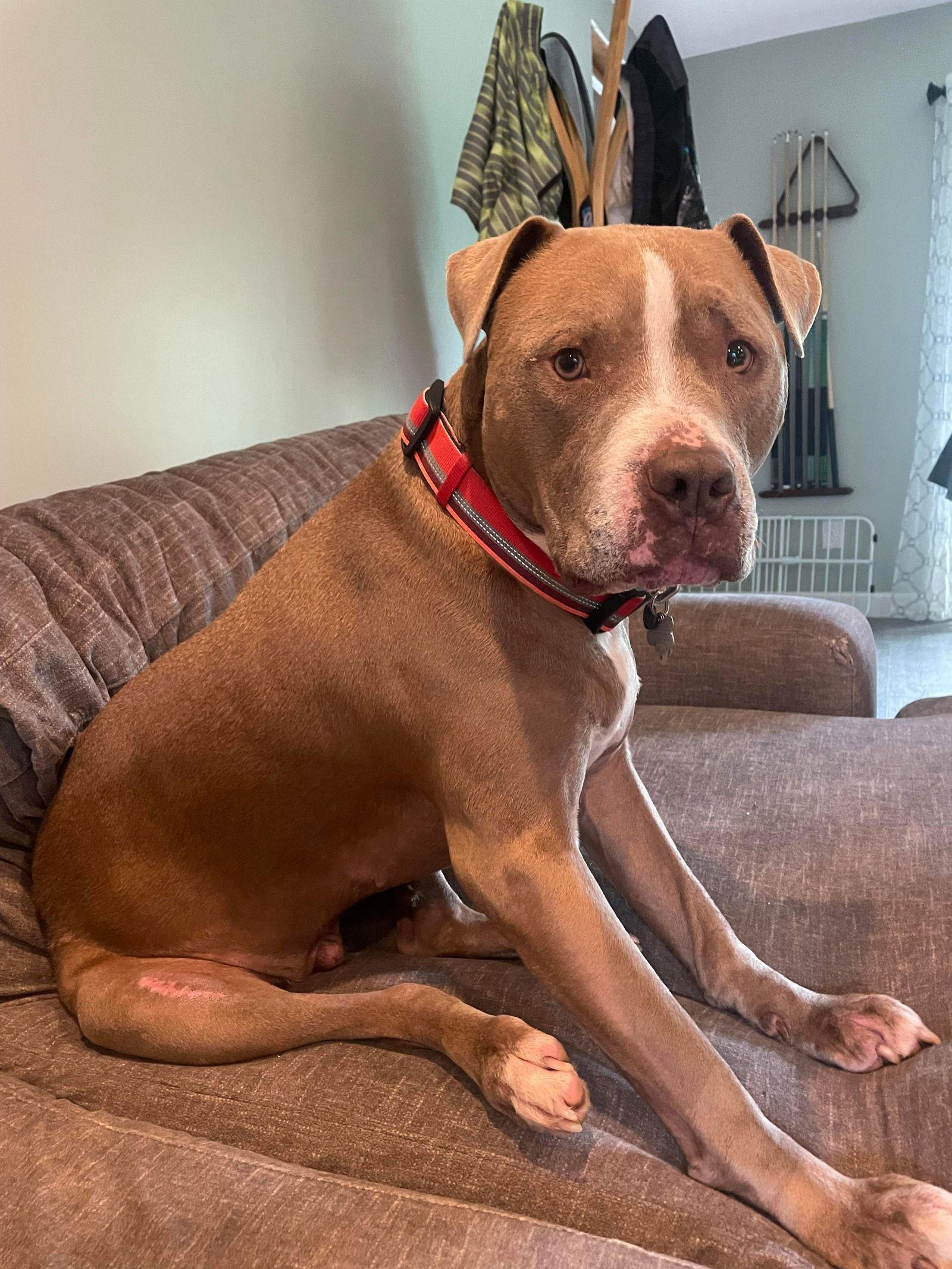 Enlarge Oklahoma, a Adoptable Pit Bull Terrier in Germantown, OH image 2/3