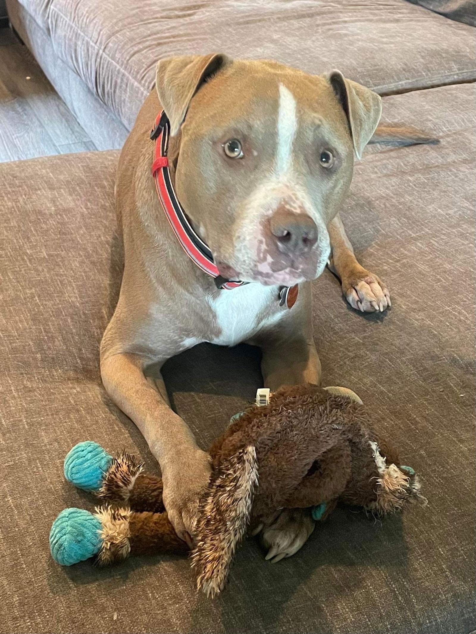 Enlarge Oklahoma, a Adoptable Pit Bull Terrier in Germantown, OH image 3/3