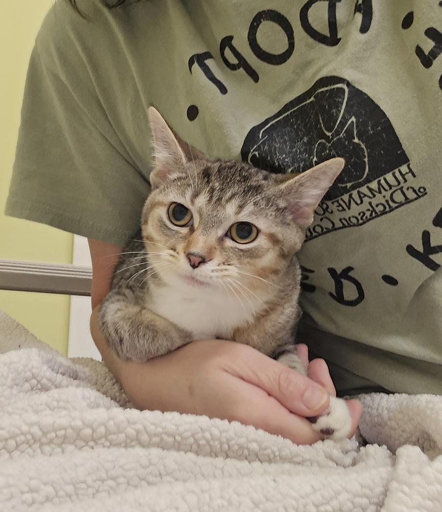Squeegee, Adoptable, Kitten Female Domestic Short Hair.
